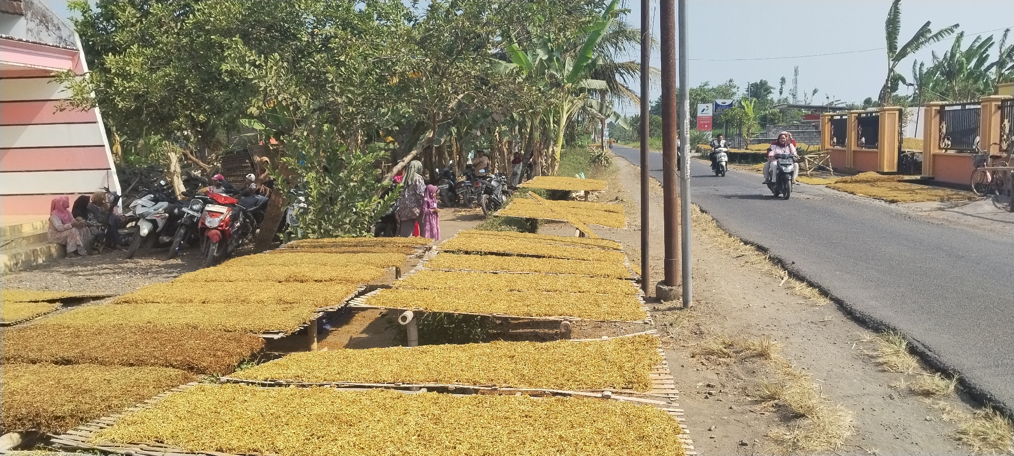 In Yosowilangun Kidul, Indonesia, an outdoor scene unfolds with rows of bamboo mats laid out on the ground, covered in a golden-brown, granular material, likely being dried in the sun. This material is spread across numerous mats, suggesting a large-scale drying operation. Along the left side of the image, a building with a pink and white striped facade and an outdoor staircase is visible, with several motorcycles parked nearby. A group of individuals, mostly women wearing headscarves, are seated or standing near the building and motorcycles. Further into the scene, more motorcycles are parked under trees. A paved road runs parallel to the drying mats, with a few individuals riding motorcycles on it. To the right of the road, a fence borders what appears to be a property with more piles of the dried material. The environment is outdoors, with clear sky and vegetation including trees and banana plants. The overall impression is of a rural or semi-rural setting engaged in agricultural drying processes.