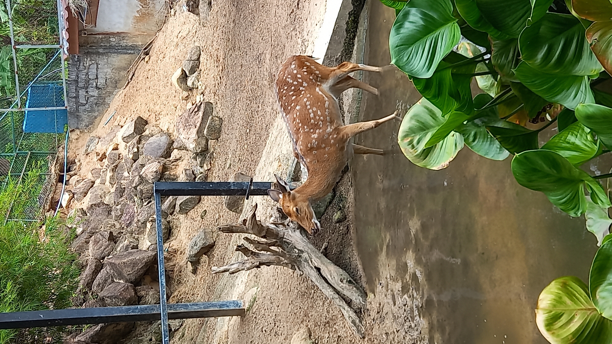 The image displays a spotted deer, likely a Chital or Axis deer, within an outdoor enclosure, possibly a wildlife park or sanctuary in ตำบลเกาะพะงัน, Thailand. The deer is the central subject, characterized by its light brown coat marked with numerous white spots across its body. It stands near the edge of a shallow, murky body of water, with its head lowered towards the surface, appearing to be drinking or grazing. Small antlers are visible on its head, suggesting it is a young male.
To the left of the deer, the ground consists of dry, light-colored soil intermixed with various grey and brown rocks. A concrete edge forms a boundary between this rocky terrain and the water. On the far right, lush, large-leafed green plants grow abundantly, overhanging the water. In the foreground, a black metal bar or railing spans across the lower left portion of the frame. In the upper left background, a wire mesh fence or blue caged structure is visible, behind which stands a simple, weathered building with a light-colored wall and a dark roof. A gnarled, dry tree branch lies on the rocky ground near the deer. The scene is bathed in bright daylight, indicating a clear, sunny day. No visible text is present in the image.