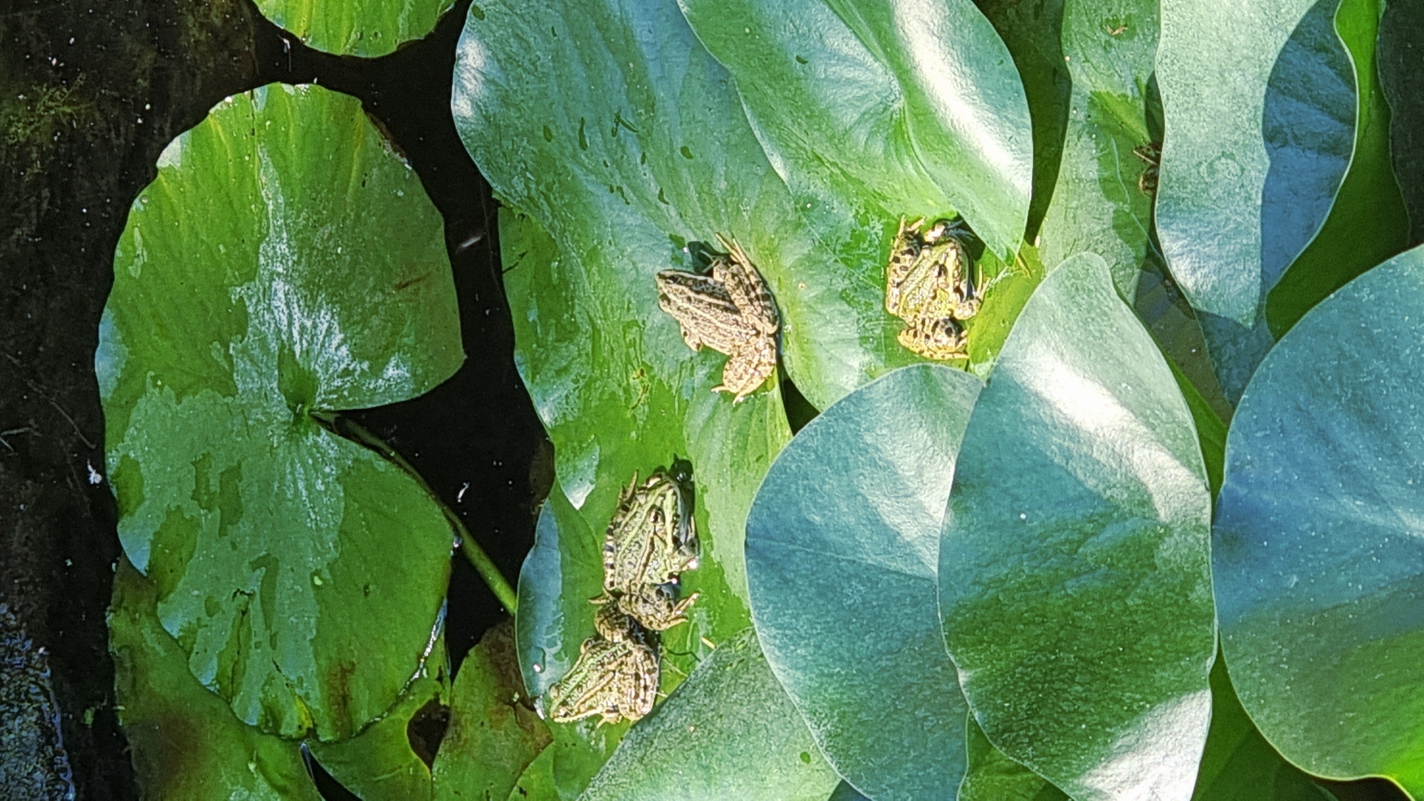 The image depicts a close-up, high-angle view of several green frogs resting on lily pads in a body of water. The lily pads are large and green, some appearing wet. The water itself is dark. The frogs are varied in size and posture, with some perched on the pads and others partially submerged or interacting with each other. The setting appears to be a natural pond or similar aquatic environment, possibly within a park or garden. The image does not contain any identifiable landmarks or signs that would confirm its location in Sant Joan les Fonts, Spain, or any other specific urban area.