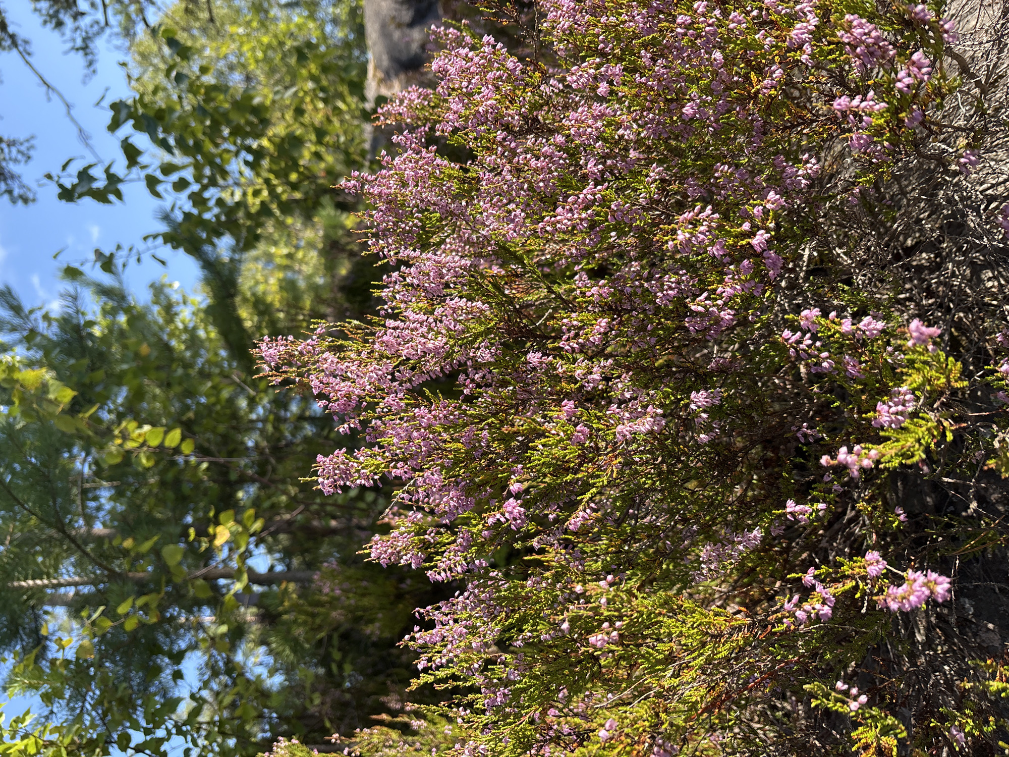 A close-up, eye-level shot captures a dense bush of blooming pink heather in the foreground. The heather is vibrant with small, bell-shaped flowers clustered along its branches, set against a backdrop of green foliage and dappled sunlight. In the middle ground, taller trees with green leaves and pine needles are visible, interspersed with patches of sunlight and shadow. The sky above is a clear, bright blue with a few wispy white clouds. The overall setting appears to be a natural outdoor environment, possibly a forest or park in Kir'yavalakhti, Russia, given the mention of the city. There are no people or animals present in the image. The focus is entirely on the textures and colors of the vegetation and the natural light.