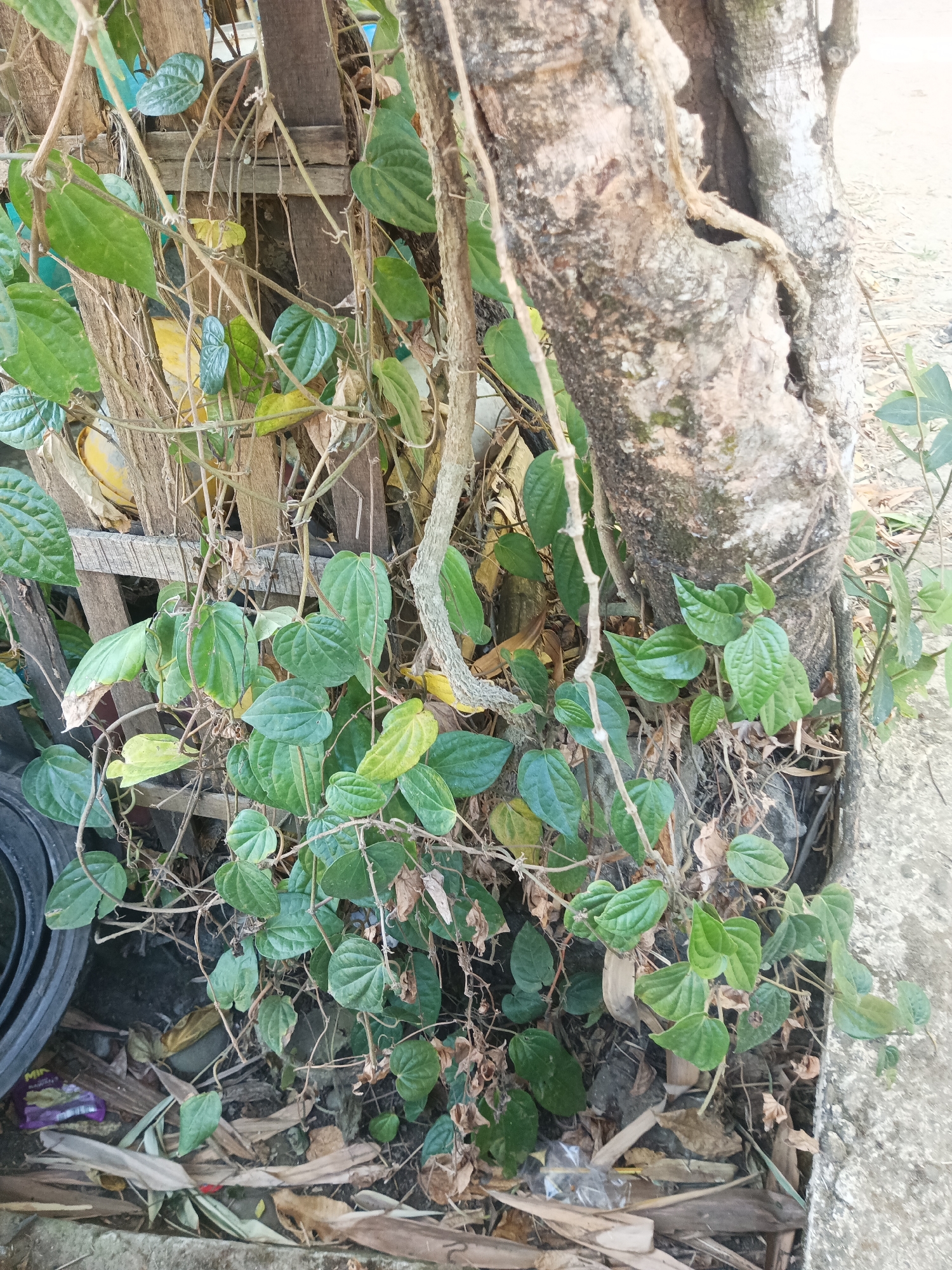 The image depicts a section of a tree trunk with a vine growing around it. The tree has rough, textured bark and appears to be aged. The vine has heart-shaped, green leaves and thin, woody stems. The ground around the tree is covered with dry leaves, twigs, and debris, suggesting an outdoor, potentially neglected area. In the background, there are wooden planks and what appears to be a black tire. The lighting suggests it is daytime. The overall scene is unpopulated and focuses on the natural elements of the tree and vine amidst a cluttered environment. The location provided, Tumampua, Indonesia, implies a tropical or subtropical climate.