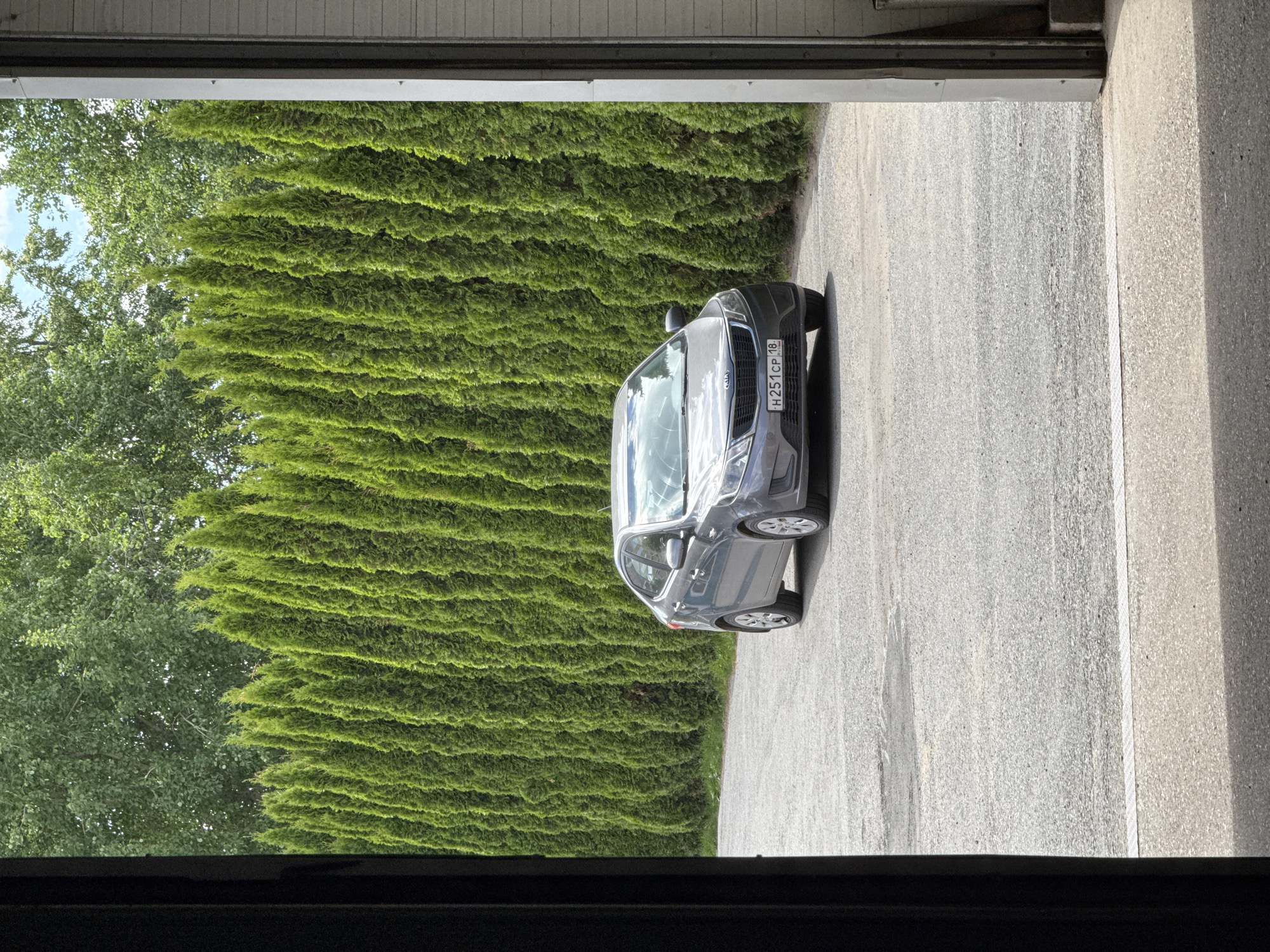An exterior, eye-level, medium shot captures a grey Kia sedan parked on an asphalt lot. The car is positioned centrally, facing slightly to the right. Behind the car, a dense, uniform row of tall, vibrant green coniferous trees forms a natural wall, their pointed tops reaching towards a bright, partly cloudy sky. In the background, beyond the row of trees, the tops of deciduous trees are visible. The foreground of the image is framed by dark vertical elements on the left and right, suggesting the entrance to a building or garage. The asphalt lot shows some texture and a few lighter patches, possibly from rain. The license plate of the Kia reads "H 251 CP 18" with "RUS" below it, indicating it is registered in Russia, likely Izhevsk given the region code. The scene appears to be a well-maintained outdoor area adjacent to a building.