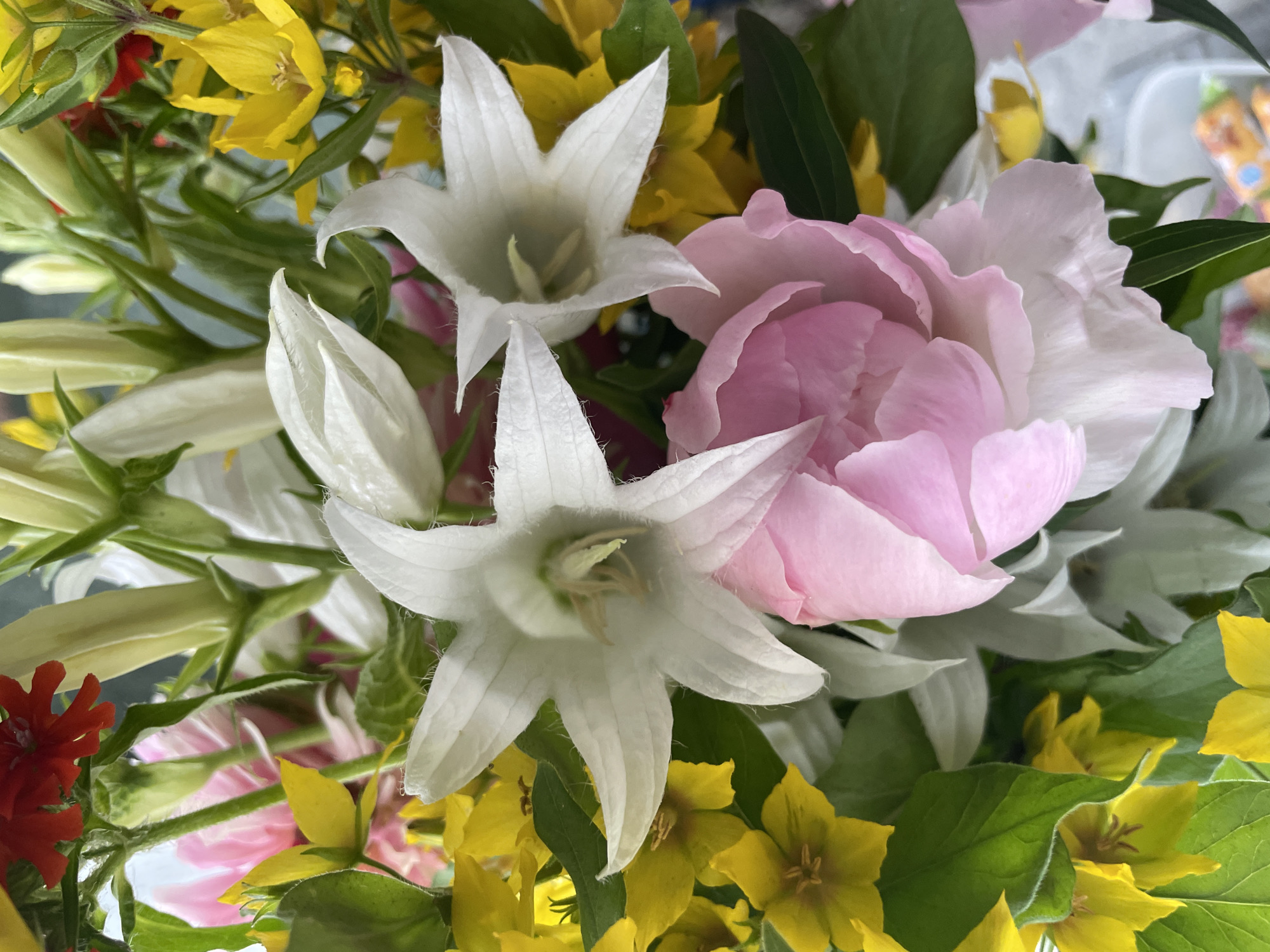 A close-up, vertical, eye-level shot captures a vibrant bouquet of flowers. Dominant white, star-shaped bellflowers with fuzzy exteriors are interspersed with bright yellow Lysimachia flowers, small red blooms, and the soft, layered pink petals of a peony. Lush green leaves provide a backdrop to the colorful display. The lighting is natural and even, highlighting the textures and colors of the various flowers. The background is blurred and indistinct, suggesting an indoor setting. There is no identifiable location in the city of Perm, Russia, nor any people or discernible actions.