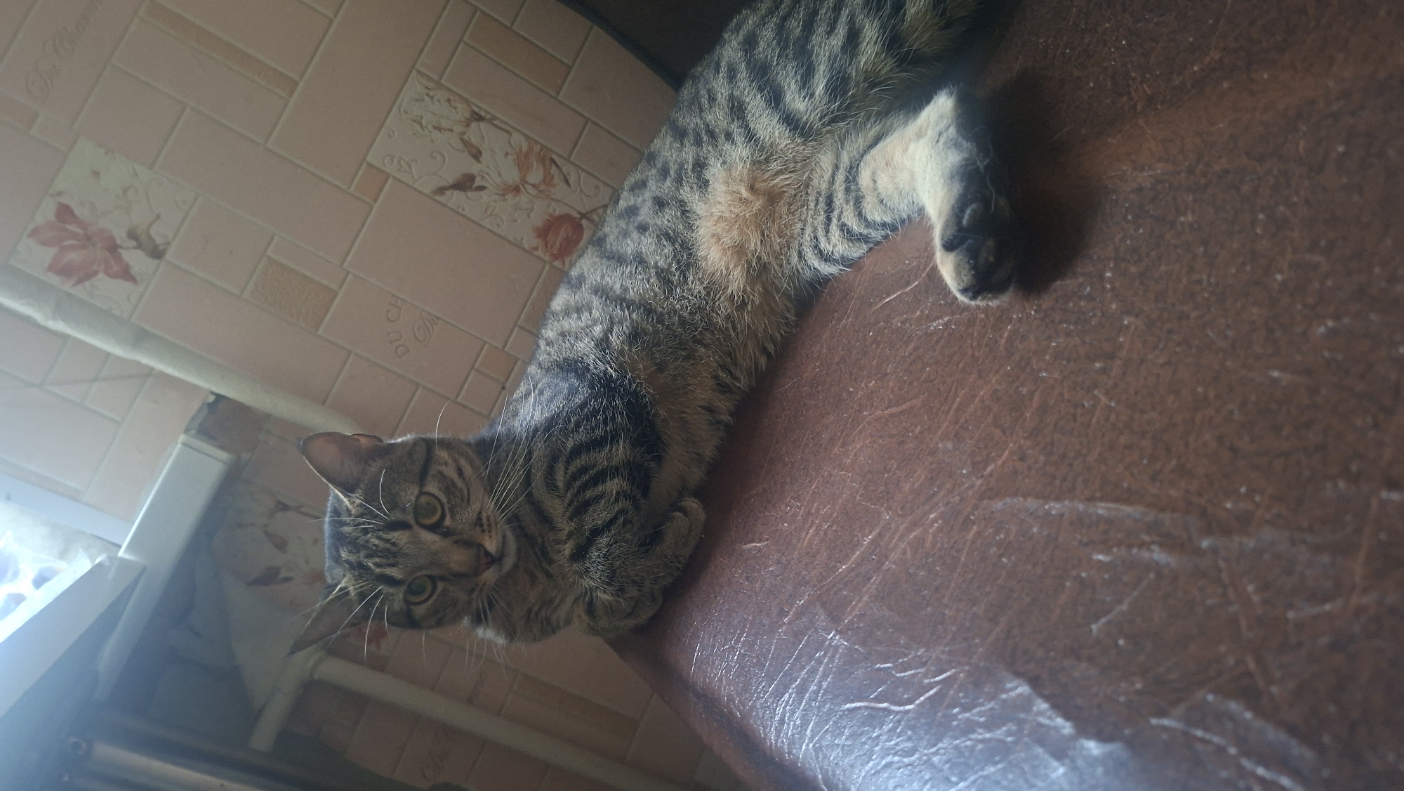 A tabby cat is lying on a brown leather-like surface, its body angled towards the right of the frame. The cat is facing the viewer, with its paws tucked underneath its chest. Its fur is striped with shades of gray, black, and brown. In the background, a wall is tiled with pinkish squares, some of which have floral patterns. Above and to the left of the cat, a white pipe runs horizontally. The lighting suggests an indoor setting.