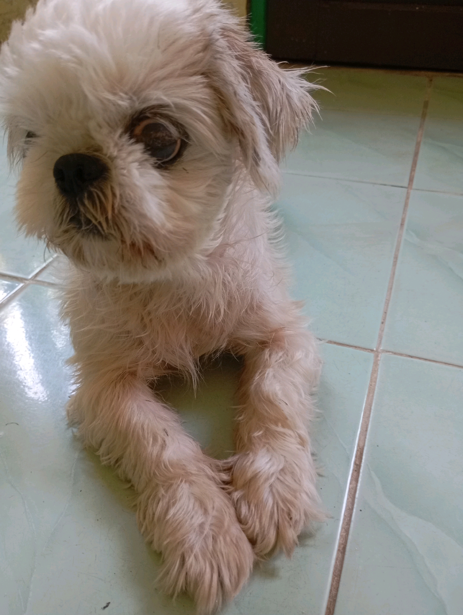 A small, light-colored dog with shaggy fur is lying on a tiled floor. The dog's head is slightly tilted, and it is looking to the left of the frame. Its front paws are crossed. The floor tiles are light green and appear to be in an indoor setting. In the background, a dark brown object, possibly a door or furniture, is visible. The image was taken in Balikpapan, Indonesia.