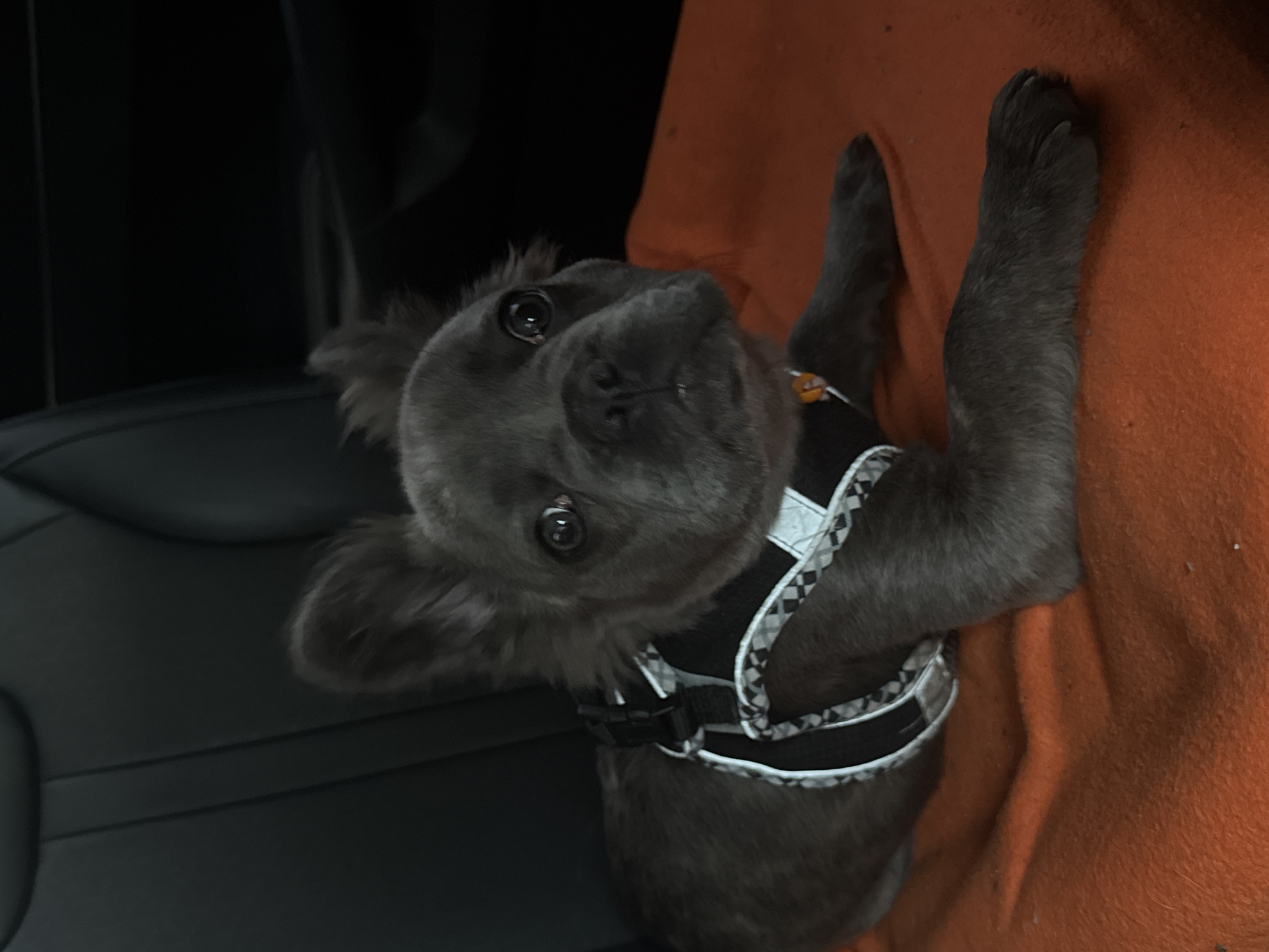 A gray French Bulldog puppy wearing a black and white patterned harness is lying on an orange blanket or cloth. The puppy is positioned on what appears to be a car seat. The interior of the car seat is black leather. The puppy is looking directly at the camera. The location is not provided in the image.