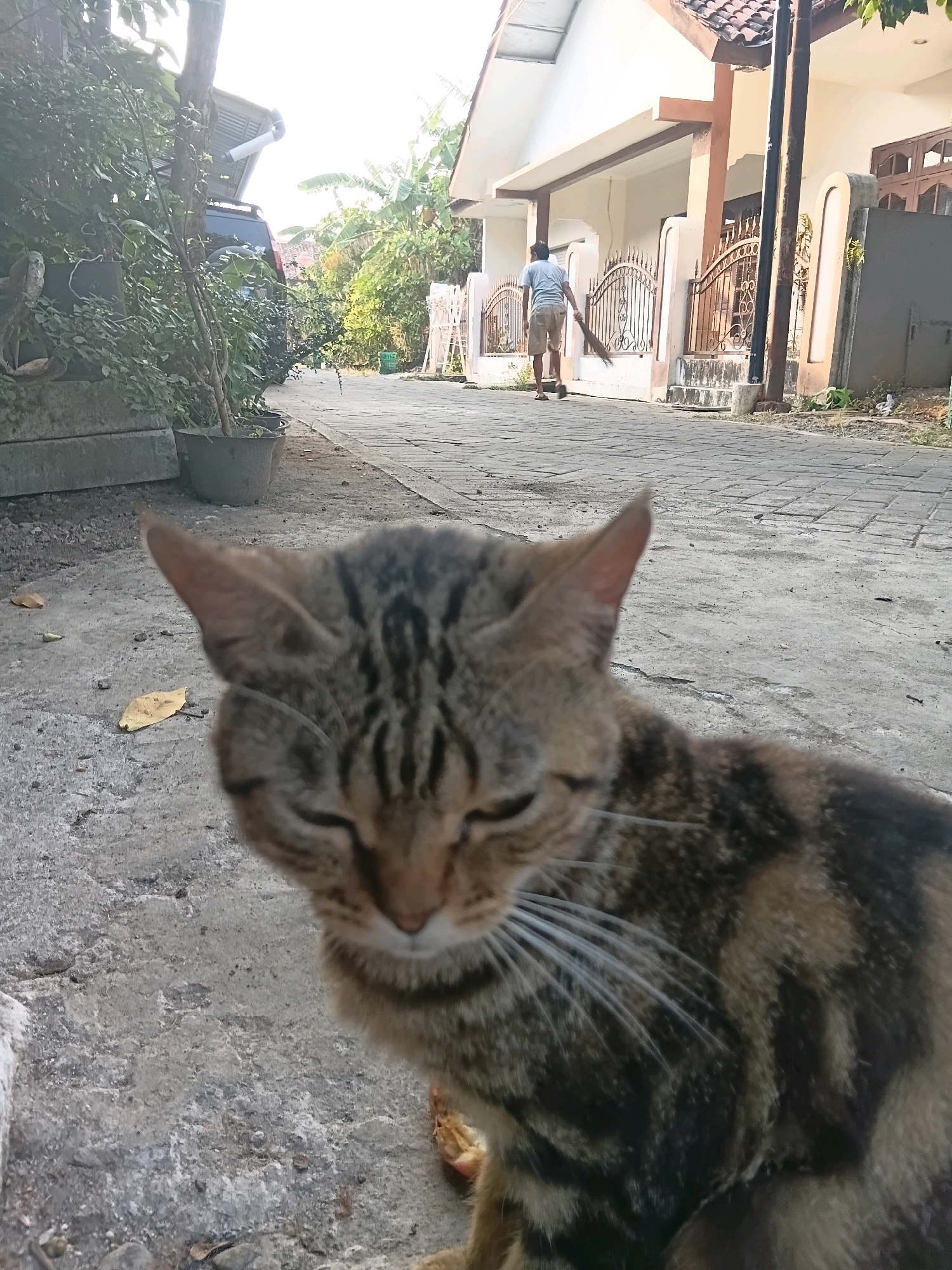 The image depicts a residential street scene in Cikal, Indonesia. In the foreground, a tabby cat with closed eyes is positioned on a concrete surface. Behind the cat, a paved walkway extends into the distance, bordered by a house on the right and lush greenery on the left. A man, wearing a blue t-shirt and shorts, is visible in the background, sweeping the walkway with a broom. The environment appears to be a sunny day, with a car partially visible amidst the foliage on the left side of the frame.