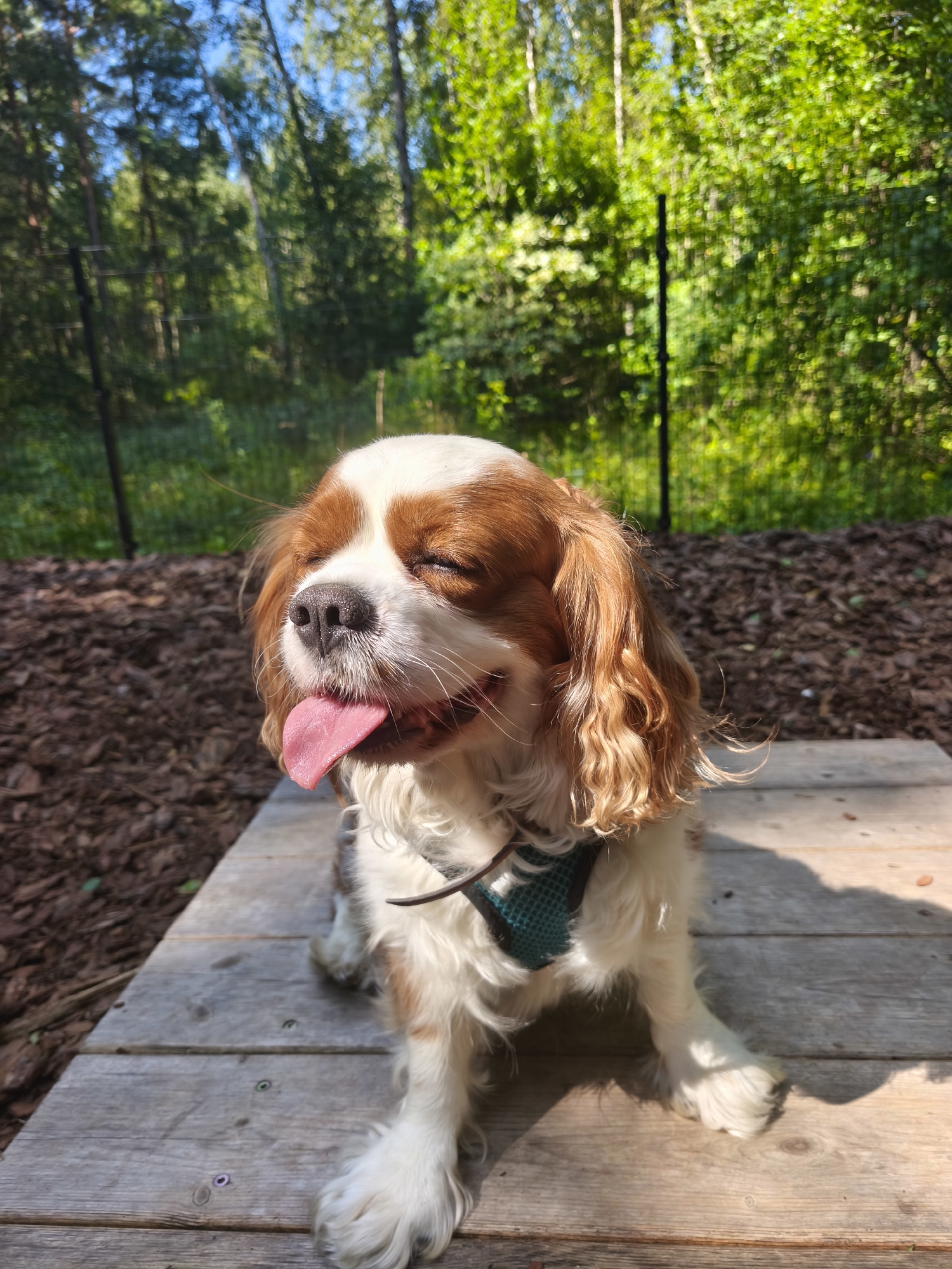 A medium shot captures a Cavalier King Charles Spaniel sitting on a wooden platform in a park. The dog, with white and brown markings and long, wavy fur, is panting with its pink tongue hanging out. Its eyes are closed, suggesting comfort or contentment. The dog is wearing a teal harness. The background features a dense forest with lush green trees under a bright blue sky, with sunlight filtering through the leaves. The ground is covered in dark brown wood chips. The overall setting is a natural, outdoor environment that appears to be a park or forest area.