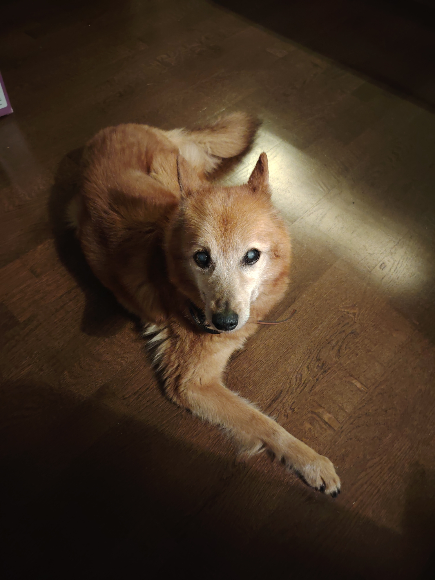 A medium-sized, tan-colored dog with a graying muzzle and clouded eyes lies on a wooden floor. The dog is positioned with its head towards the right of the frame, looking towards the viewer. A thin, dark collar is visible around its neck. A beam of light illuminates the floor to the right of the dog, creating a bright diagonal. The rest of the scene is in shadow, with a hint of a purple object visible in the upper left corner. The flooring appears to be parquet. The image was taken indoors. Imatra, Finland is not depicted in this image.