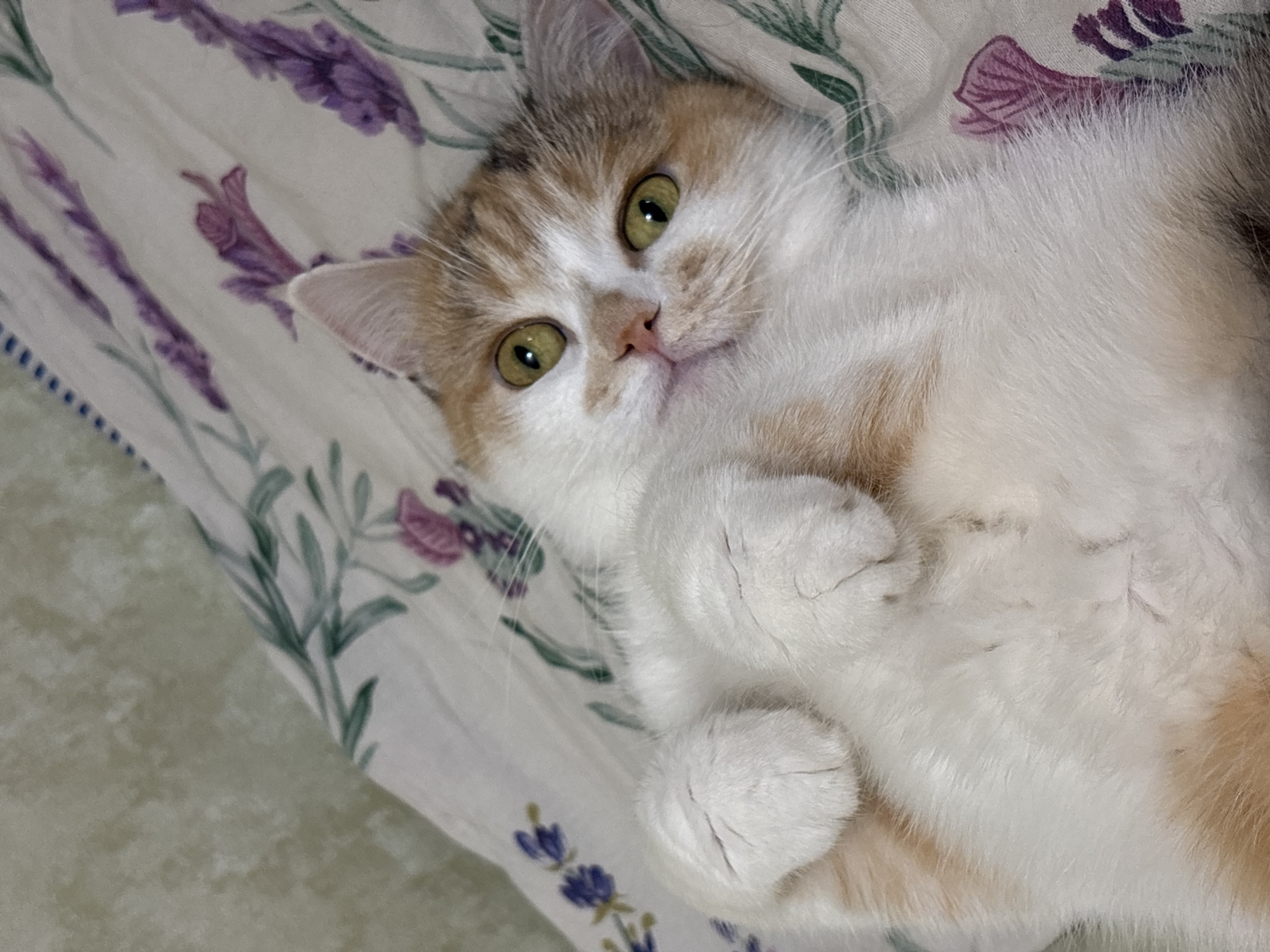 A calico cat lies on its back on a floral patterned fabric. The cat's head is towards the left of the frame, with its body angling towards the right. The cat has white, orange, and tan fur, with green eyes and a pink nose. Its front paws are curled up towards its chest. The fabric is patterned with purple and green floral designs. There is no indication this image was taken in Izhevsk, Russia.