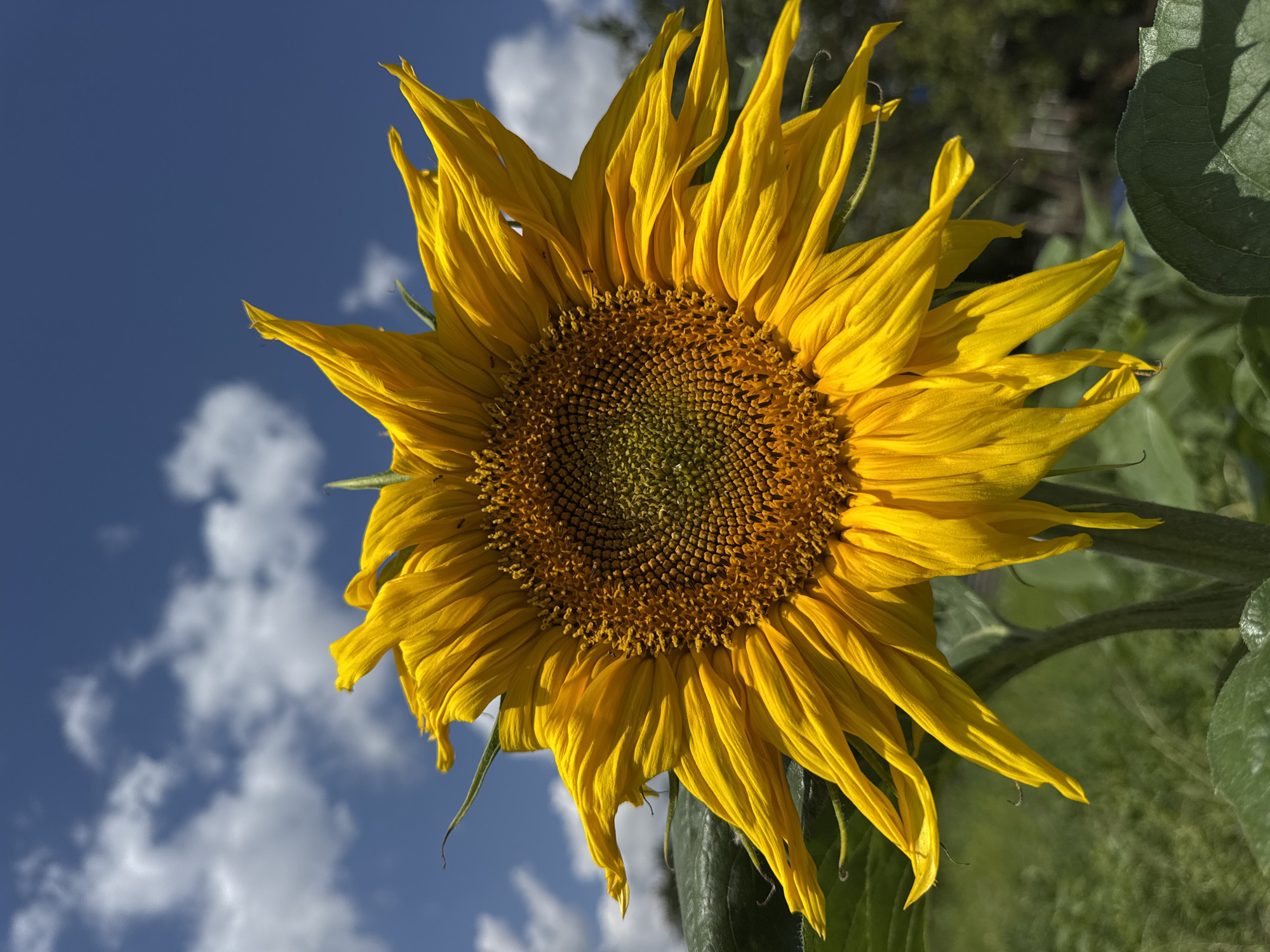 A close-up, low-angle shot captures a vibrant sunflower in full bloom, its bright yellow petals reaching outwards against a clear blue sky dotted with fluffy white clouds. The intricate details of the sunflower's center, with its tightly packed seeds, are visible, as are its large, green leaves and thick stem. The background is a soft blur of green foliage, suggesting an outdoor setting, possibly a garden or field. The image was taken in Zassovskaya, Russia.