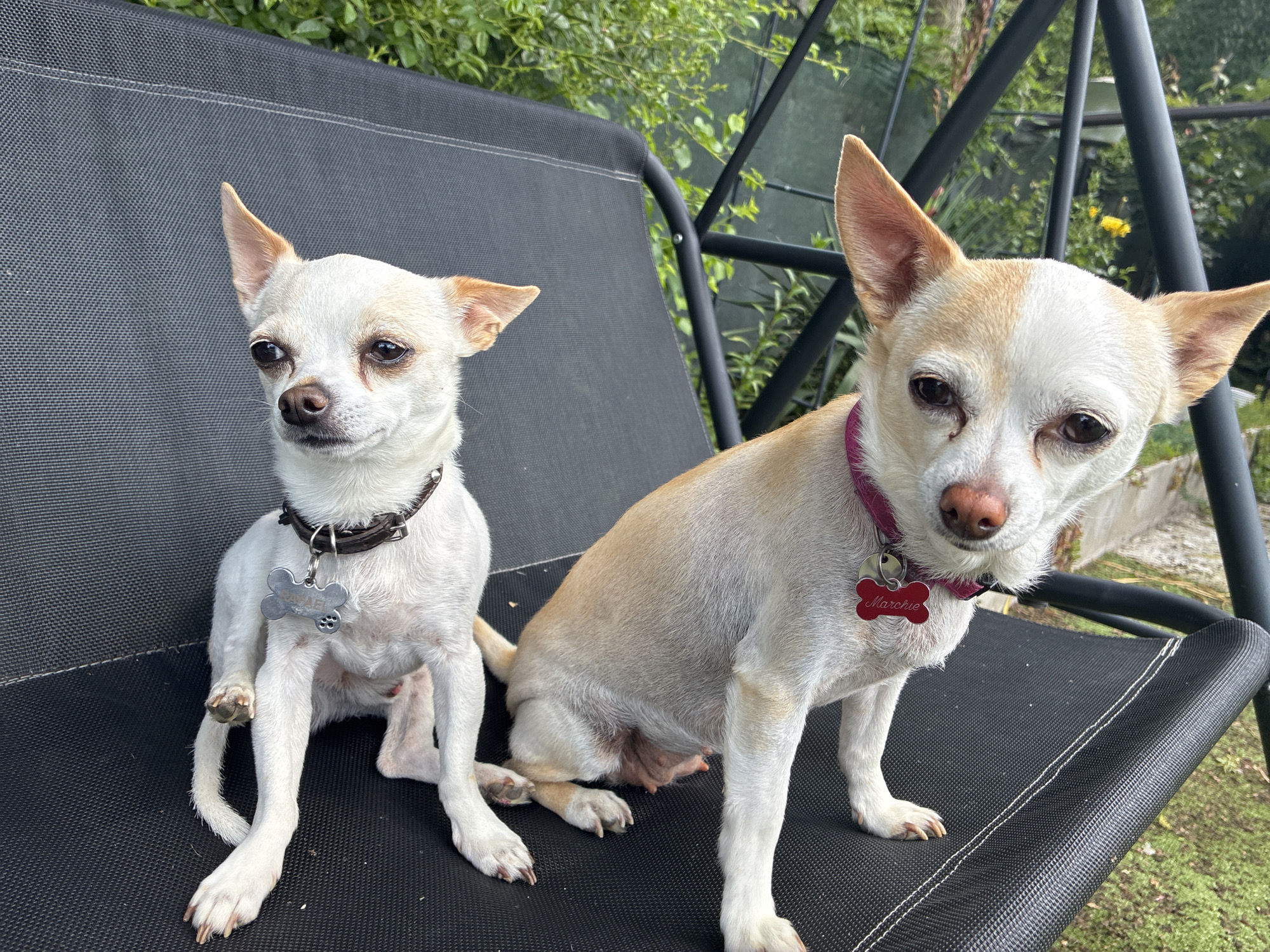 Two Chihuahuas sit on a black swing chair. The Chihuahua on the left is white with tan markings on its ears, wearing a brown collar with a bone-shaped tag. The Chihuahua on the right is tan and white, wearing a pink collar with a bone-shaped tag labeled "Marchie." The background shows green foliage and part of the swing set. The location is likely a residential area in Varna, Bulgaria, though specific landmarks are absent.