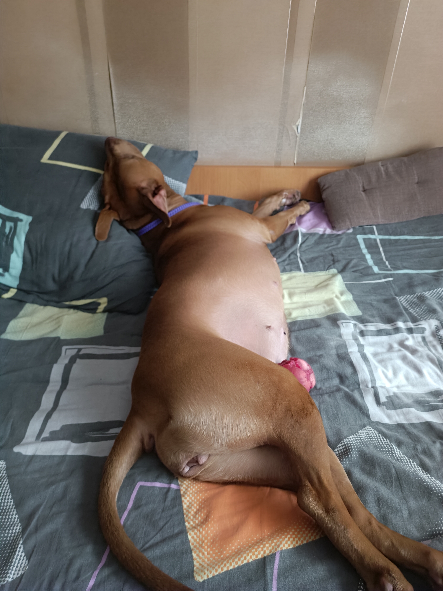 A brown dog is lying on a bed with its belly facing upwards. The dog is on its back, with its head turned to the left and its legs extended upwards. It is wearing a purple collar. A pink object, possibly a toy, is near the dog's hind legs. The bed has a patterned duvet cover with geometric designs in various colors, including grey, white, black, and orange. There is a pillow behind the dog's head with a black and yellow geometric pattern. To the right of the dog is another pillow with a textured grey cover. The background appears to be a wall with vertical panels. The scene is indoors, likely in a bedroom.