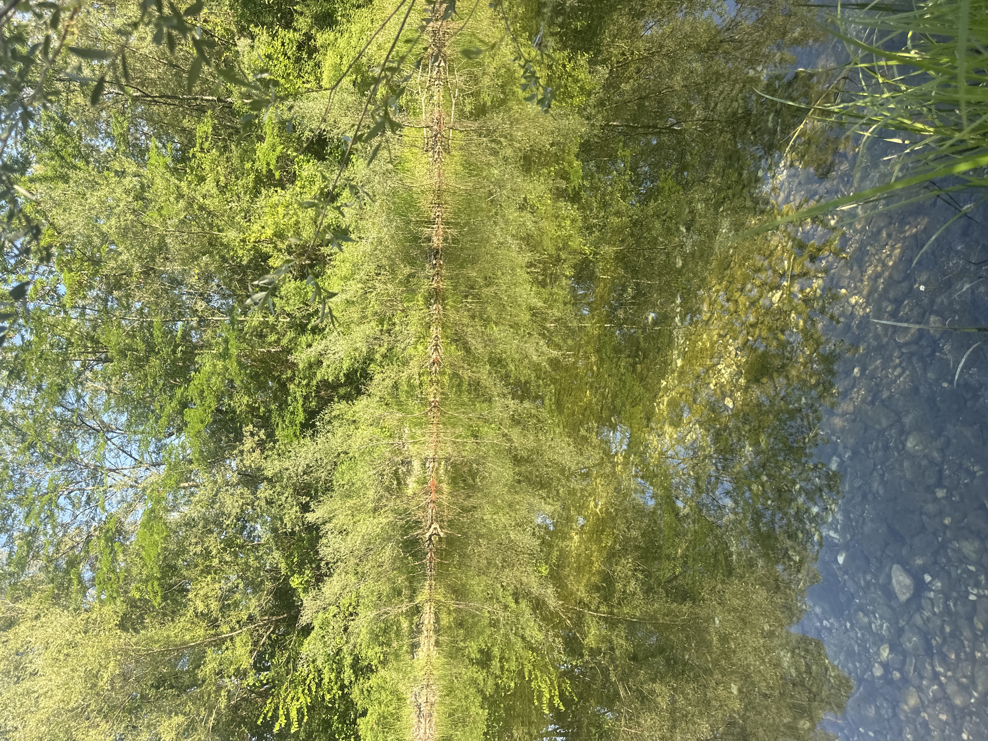 This is a photograph of a calm riverbank lined with lush green trees and dense undergrowth. The water is clear and reflects the trees and sky, with the riverbed visible beneath the surface, strewn with pebbles and rocks. The sunlight creates a bright, dappled effect on the water's surface and illuminates the foliage. In the foreground, blades of grass are visible along the right bank. The scene depicts a natural, serene environment.