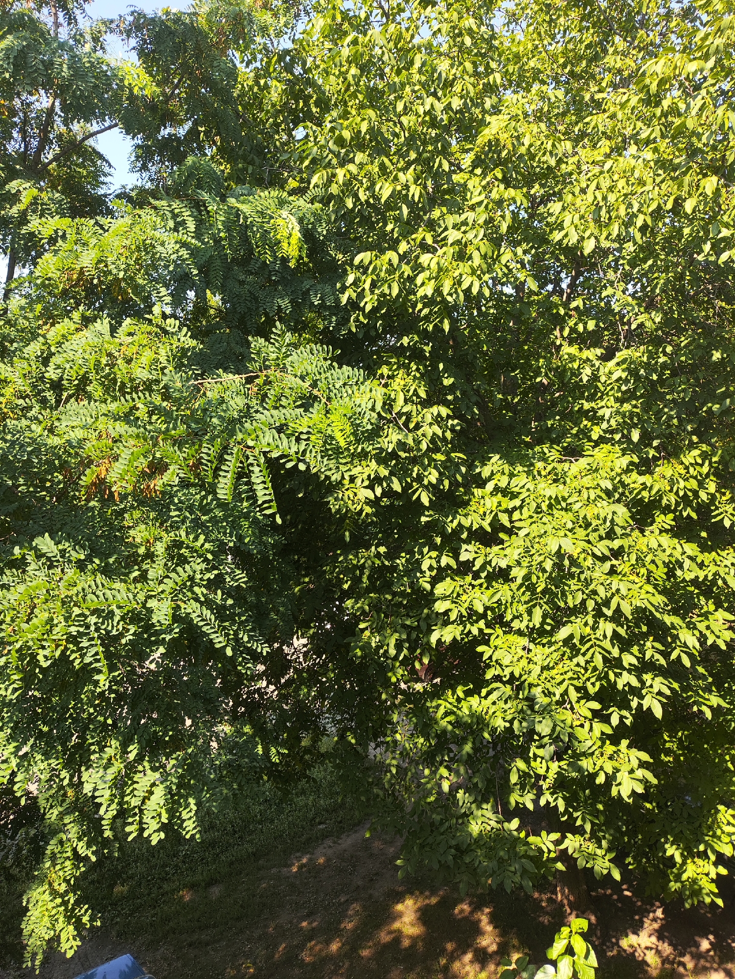 The image shows a dense canopy of green trees against a bright sky, suggesting an outdoor, daytime scene. The foliage appears lush and healthy, with sunlight filtering through, creating dappled shadows on the ground below. The lower portion of the image reveals a patch of grass and dirt. The trees are the primary subject, filling the frame and obscuring much of the background. The scene is indicative of a natural or semi-natural environment, such as a park, garden, or wooded area within a city. Based on the available information, this scene is located in Kharkiv, Ukraine.