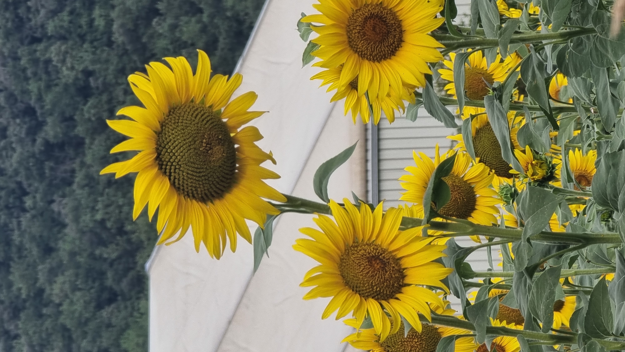 This is a vertical, medium shot photograph of a field of sunflowers. The sunflowers are in bloom, with bright yellow petals and dark brown centers. They are of varying sizes and heights, with some facing the camera and others angled away. The foreground is dominated by the large, green leaves and thick stems of the sunflowers. In the background, a light-colored structure, possibly a greenhouse or tent, is visible, with a dense green forest behind it. The lighting suggests an overcast day. The scene is located in Olot, Spain.