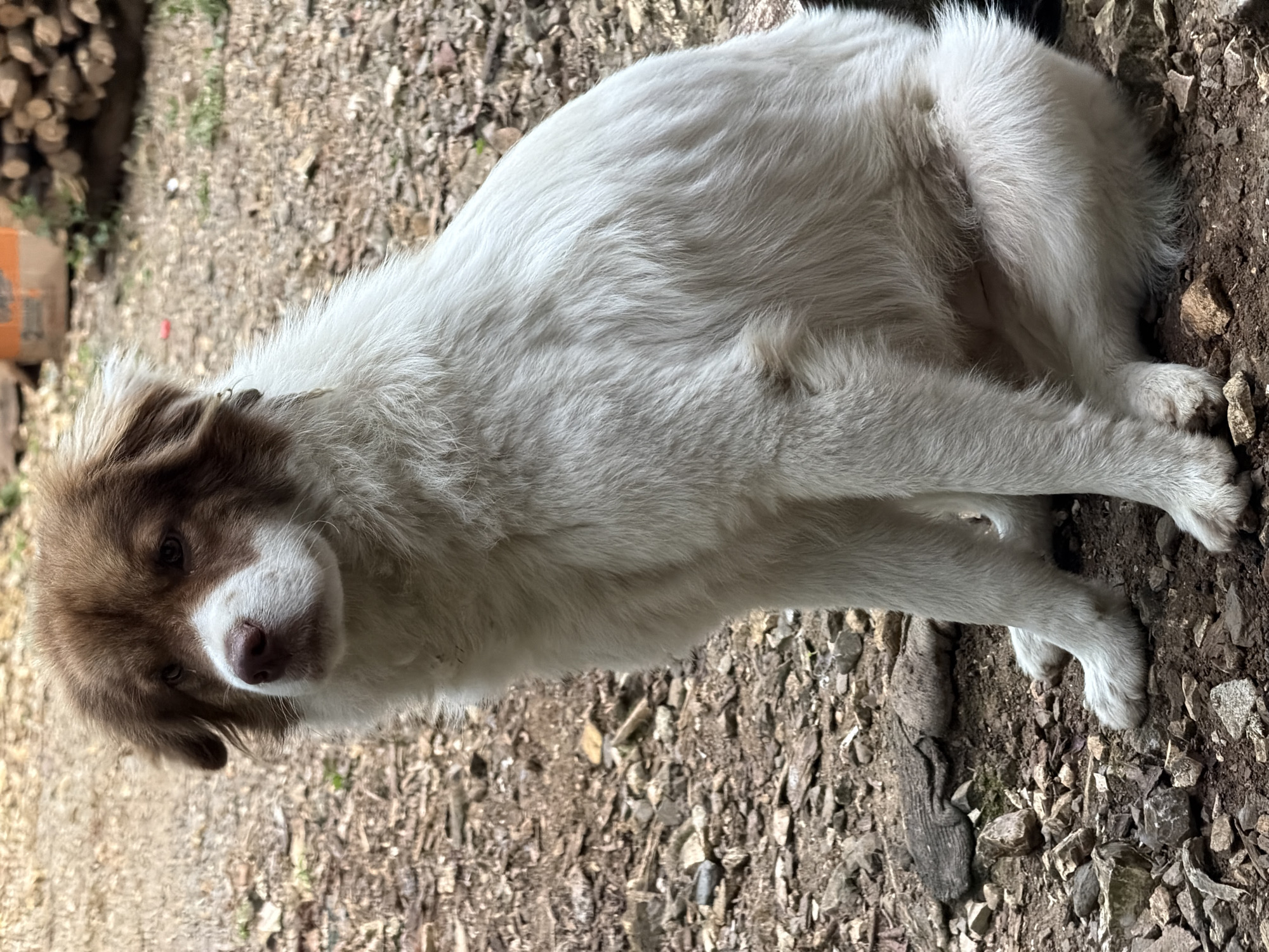 The image shows a medium-sized dog with white and brown fur. The dog is lying on a surface covered with gravel and dirt. The background includes a pile of logs and a container, possibly a cardboard box. The location is suggested to be Xaltipan, Mexico, but there are no definitive indicators in the image to confirm this. The dog is looking directly at the camera. The scene appears to be outdoors in a natural or semi-natural environment.