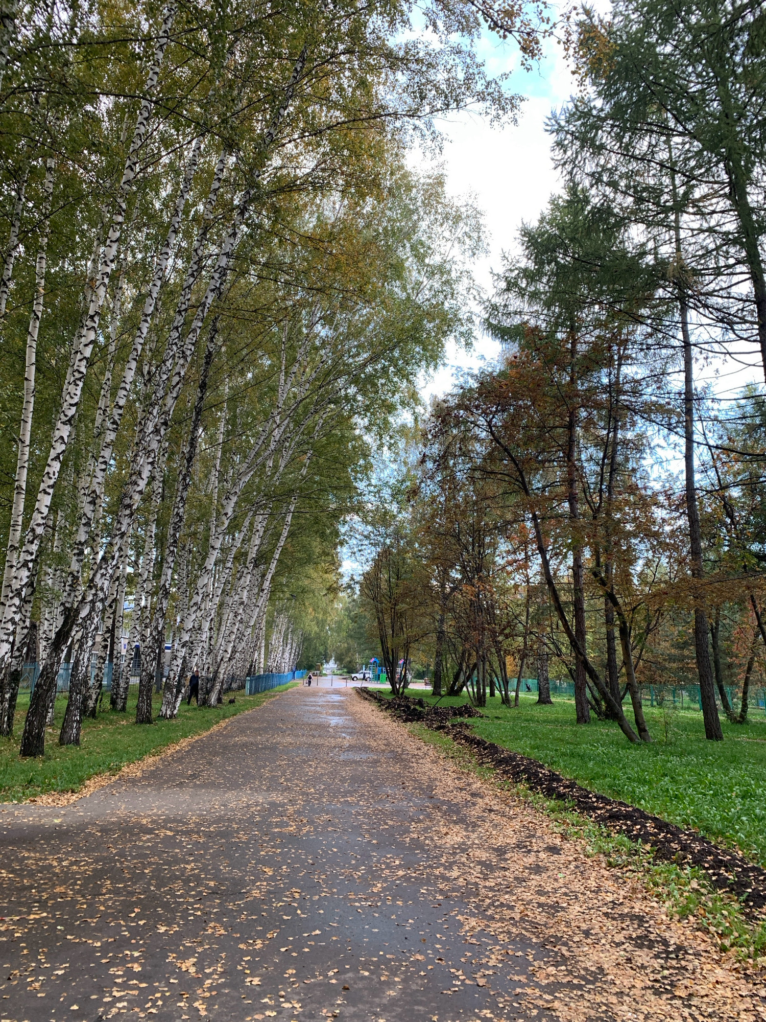 The image depicts a paved pathway in a park in Prokopyevsk, Russia. The pathway is lined with a dense row of birch trees on the left and other deciduous trees with some coniferous trees mixed in on the right. The ground is covered with fallen yellow and brown leaves, indicating an autumn season. The pathway is wet, suggesting recent rain. A blue fence runs along the side of the pathway next to the birch trees. In the distance, a few individuals are visible walking on the path, and a white car is parked further down. The grass on the sides of the pathway is green. On the right side of the pathway, a strip of dark soil has been dug up, contrasting with the green grass and fallen leaves. The sky is partially cloudy.