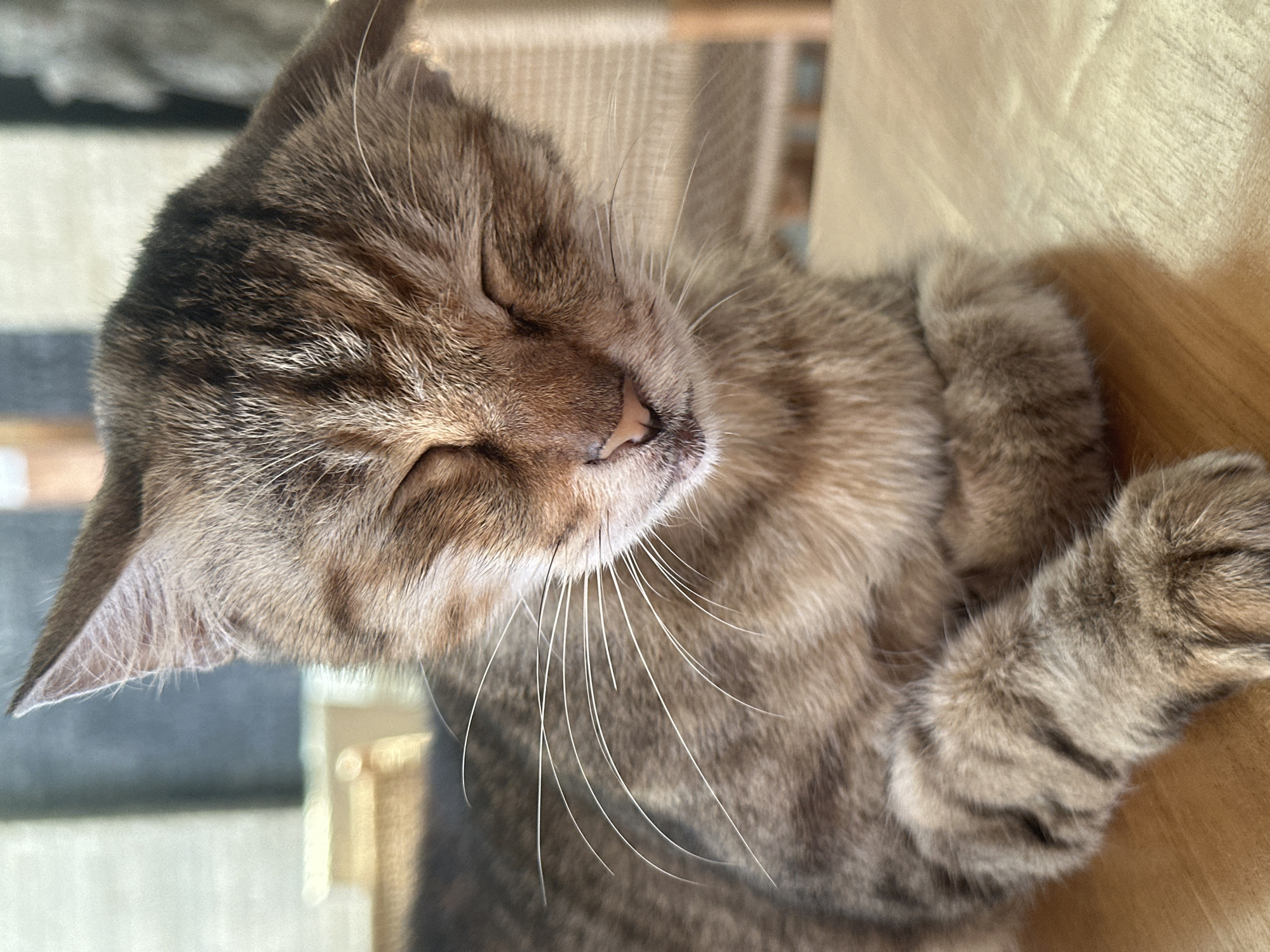 A close-up, vertical shot shows a tabby cat resting with its eyes closed on a light-colored wooden surface. The cat's fur is a mix of brown, black, and tan stripes. Its paws are tucked beneath its chest, and its head is slightly tilted forward, revealing its pink nose and mouth. The background is blurred, but appears to be an indoor setting with furniture visible. The lighting suggests it is daytime, with natural light coming from the left. The location is Unknown, Unknown.