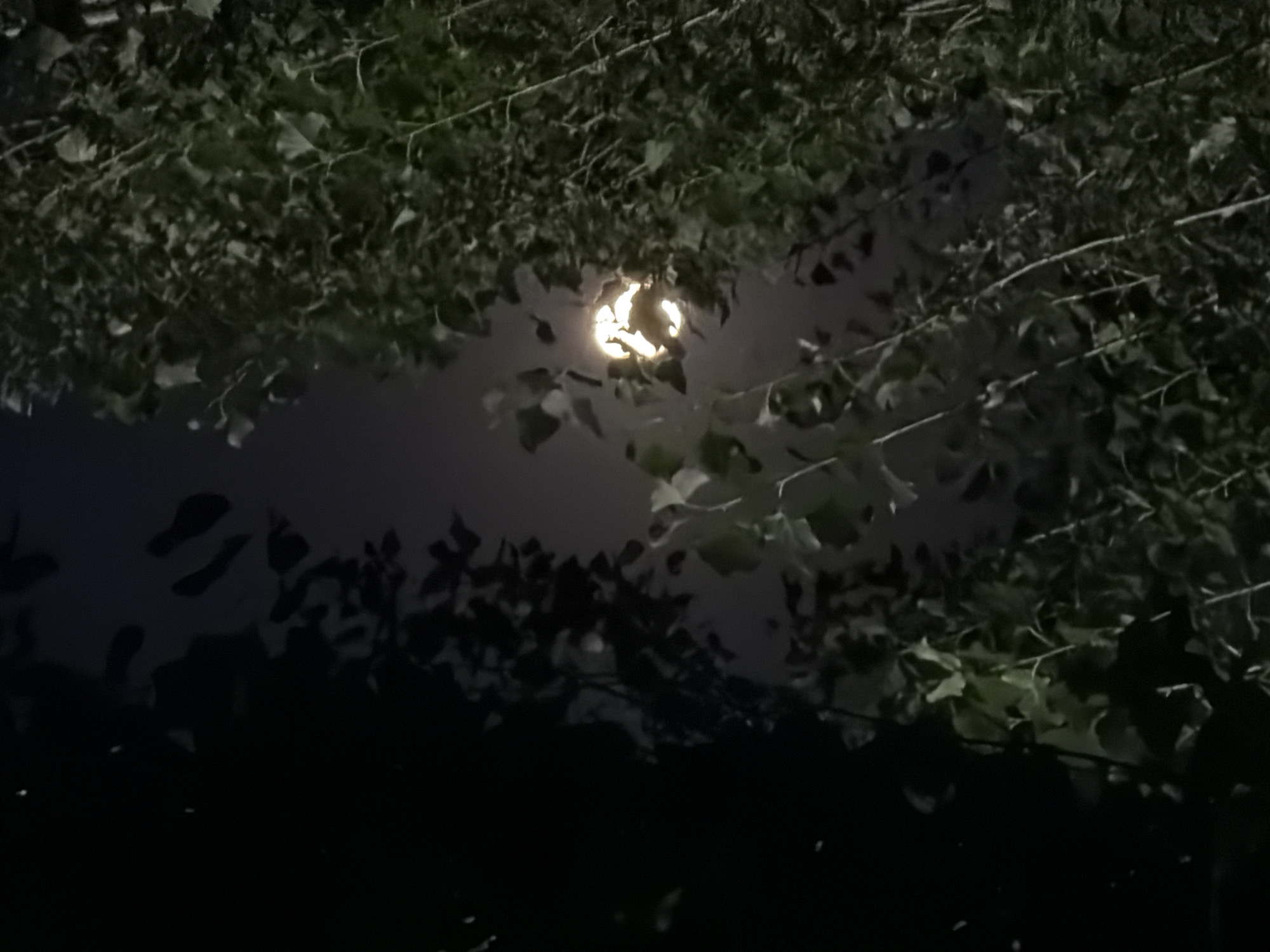 The image depicts a nighttime scene focused on the moon partially obscured by foliage. The moon appears bright and luminescent, casting a soft glow. Dense green leaves and branches of trees frame the moon, creating a natural filter. The background is a dark, hazy sky. The overall atmosphere is serene and natural. The location is identified as Chirchik, Uzbekistan.