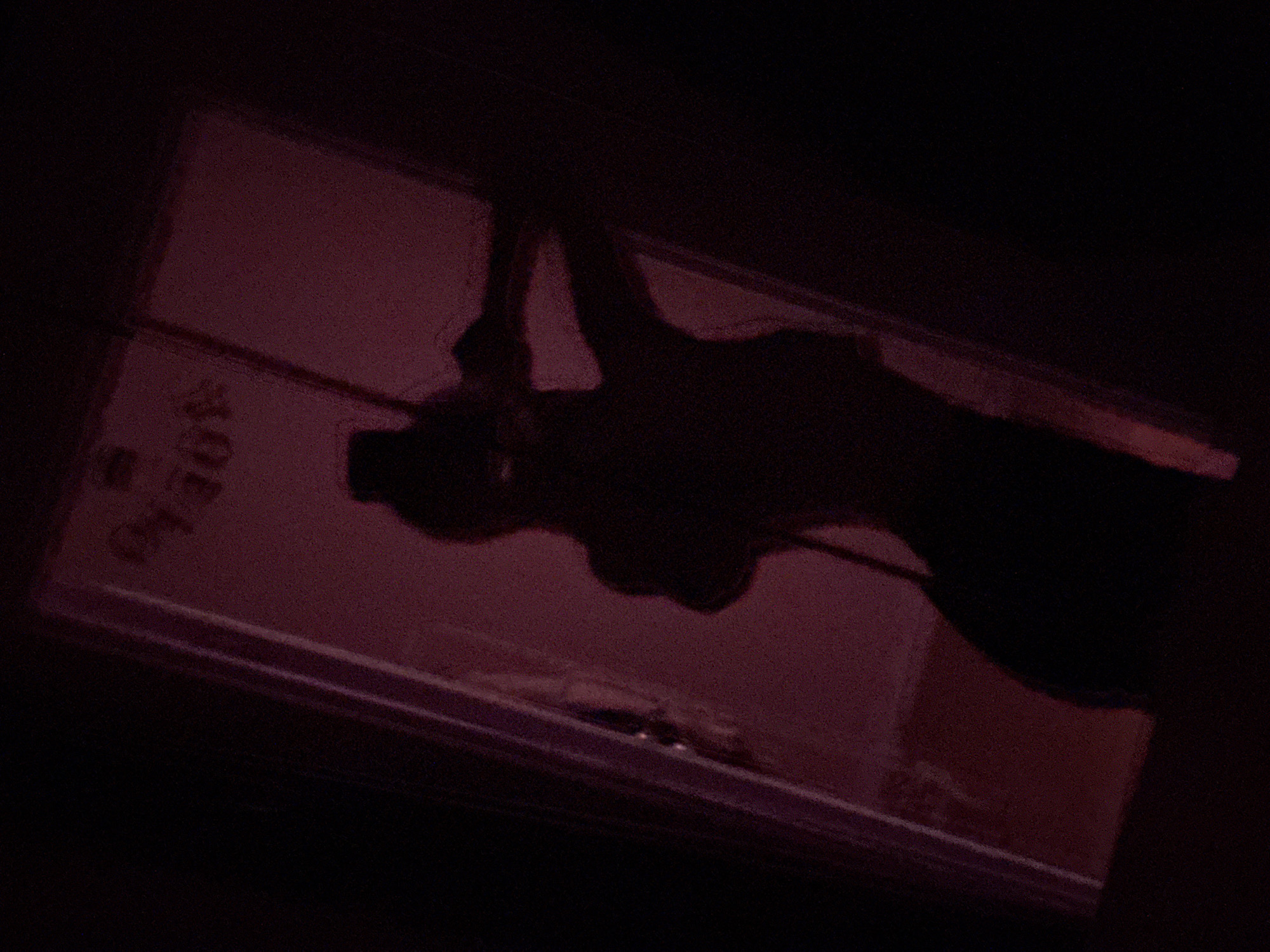 The image displays a dimly lit, high-contrast indoor scene, dominated by a stark black silhouette of a person reflected in a mirror or highly reflective surface. The figure, exhibiting a feminine physique with an apparent updo hairstyle, is positioned centrally, holding what appears to be a smartphone with one raised arm, indicative of taking a mirror selfie. The reflection reveals a background tinted in shades of dark red and maroon, suggesting interior walls or surfaces. Faint, horizontally mirrored red text or insignia is visible in the upper left portion of the reflected background. The reflective surface is bordered by distinct vertical lines, possibly delineating a door frame, window, or large mirror. The overall lighting is low, contributing to the strong silhouetted effect and noticeable image grain. The scene is an interior setting, devoid of specific visual markers to confirm its location in Perm, Russia.