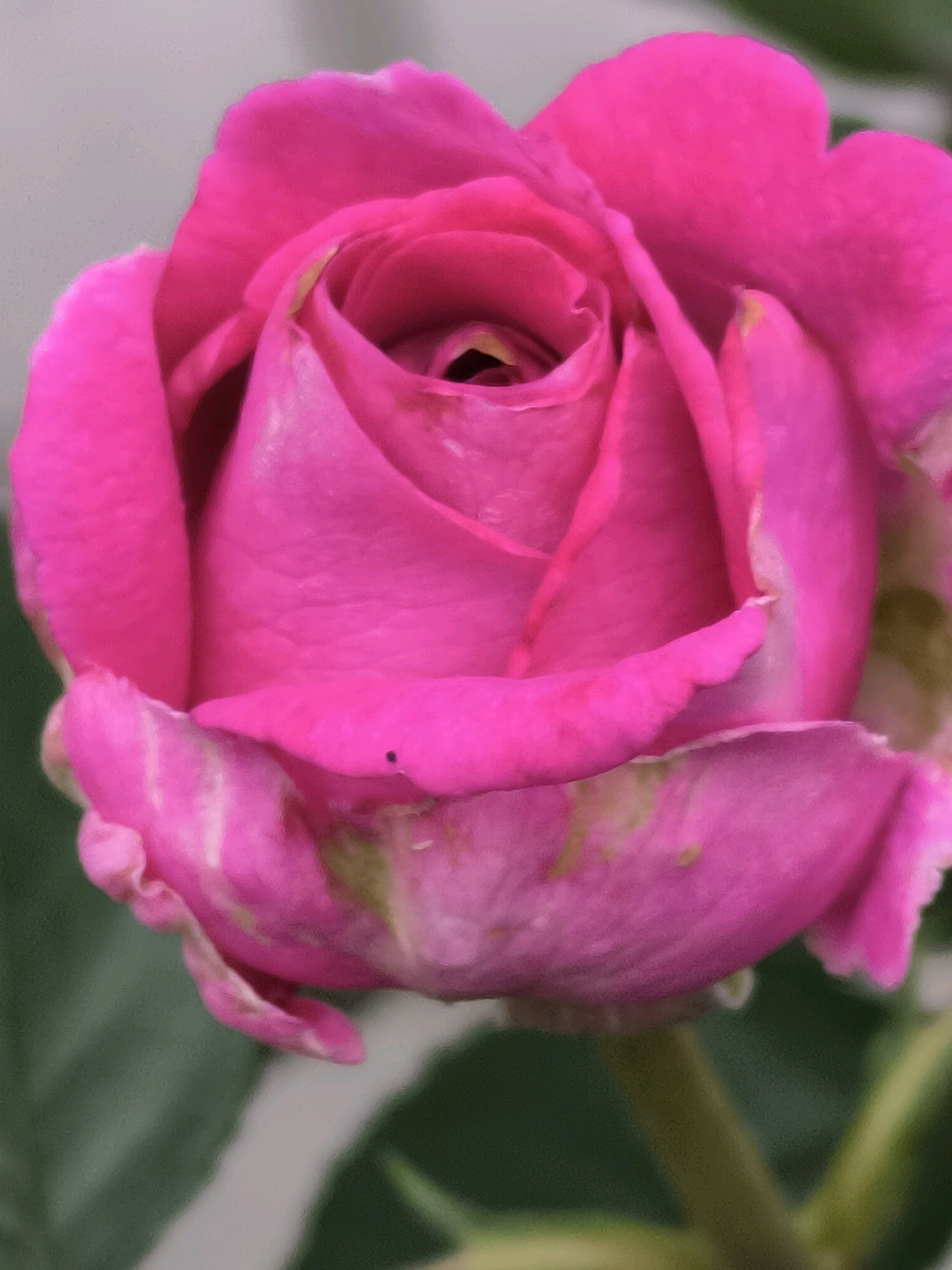 A close-up, overhead shot of a vibrant pink rose bloom against a blurred green background. The rose is in full bloom, with tightly curled petals forming a spiral at its center. The outer petals are softer and more unfurled, with some showing hints of green and yellow discoloration near their edges. The overall texture of the image is soft and painterly, with a slight graininess. The image does not depict any elements that would allow for a specific location within the city of Dercekliai, Lithuania.