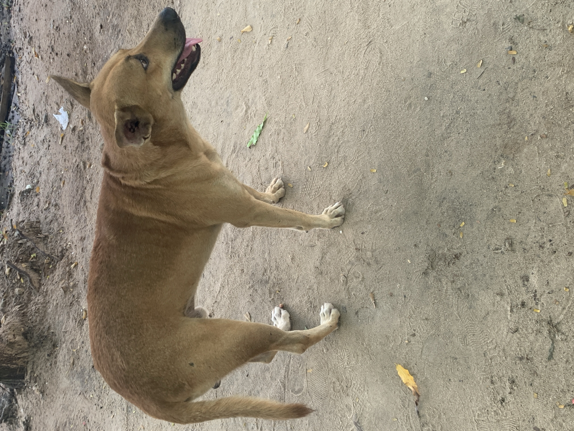 A medium-sized, light brown or tan dog is the central subject, captured from an overhead perspective. The dog is sitting or partially lying on a sandy or dirt ground surface, with its body oriented diagonally across the frame. It is looking upwards and slightly to the right, with its mouth open and a pink tongue extended, possibly panting or reacting to something above it. Its eyes are visible, gazing upward. One of its pointed ears appears slightly folded or damaged at the tip.
The scene is an outdoor setting, likely a pathway or open area, with a light brown, somewhat compacted sandy or dirt ground. Scattered across the ground are small pebbles, dried leaves in shades of brown and yellow, and a single vibrant green leaf. Faint footprints, possibly human, are visible in the sand. To the far left, the ground transitions to a darker, rougher patch with some sparse vegetation and organic debris, suggesting a less maintained area. A small piece of white litter is visible near the dog's head.
The lighting indicates daytime conditions, with diffused brightness rather than harsh shadows, suggesting either an overcast sky or indirect sunlight. There is no visible text in the image. The environment is consistent with an outdoor area in a tropical climate like Dar es-Salaam, Tanzania.