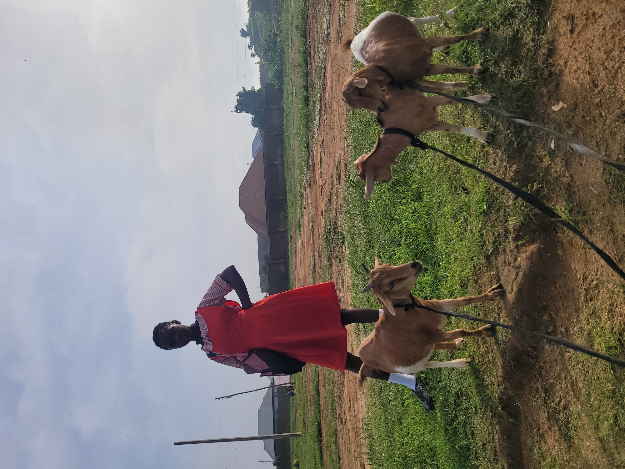 A young Black female, appearing to be of school age, stands in a rural area, possibly in the city of Barakin Akawo, Nigeria. She is wearing an orange dress with a white and plaid collar and cuffs, a black backpack slung over her left shoulder, and white socks with black shoes. She is posing with her right hand on her hip. In front of her, three goats are tethered with black leashes. One goat, a reddish-brown color, is standing directly in front of her. To the right of this goat are two more goats, one light brown and one white with brown markings, standing close together. The ground is a mixture of green grass and dry, reddish-brown dirt. In the background, there are fences, buildings with red roofs, and lush green vegetation under a partly cloudy sky. A wooden pole, possibly a utility pole, is visible to the left of the frame. The scene suggests a casual, everyday moment in a rural Nigerian setting.