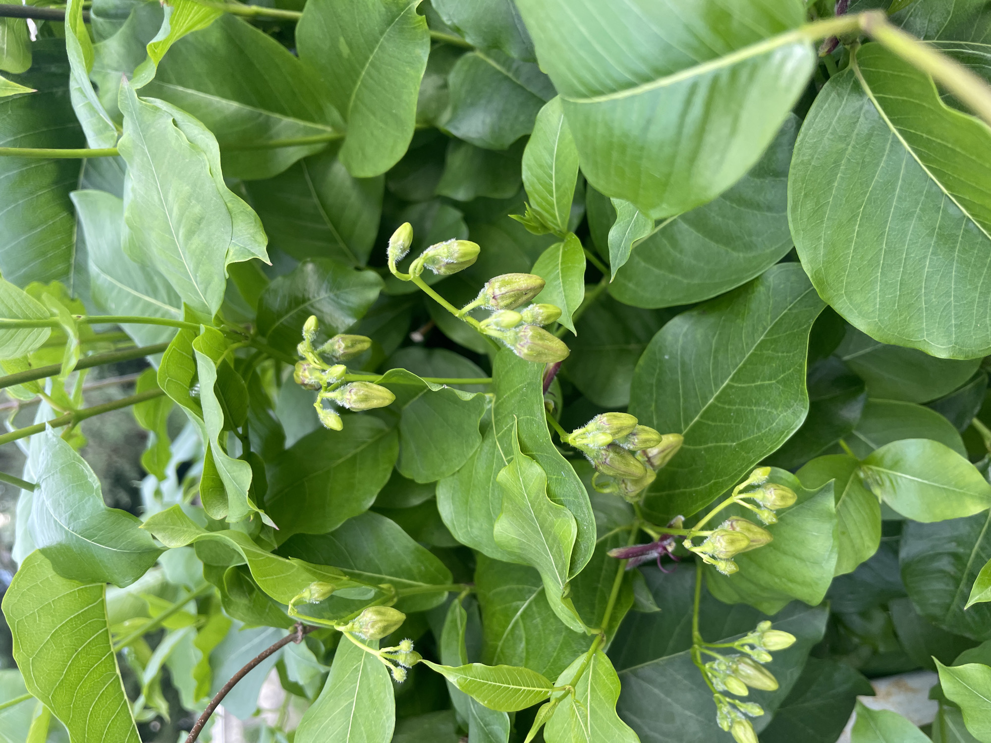 The image shows a close-up of green foliage with flower buds. The leaves are broad and smooth, with prominent veins. The flower buds are small, green, and clustered, showing some fuzzy texture. The background is filled with similar green leaves. The image does not contain information about people, subjects, objects, actions, interactions, or an environment which would confirm its location in Olginka, Russia.