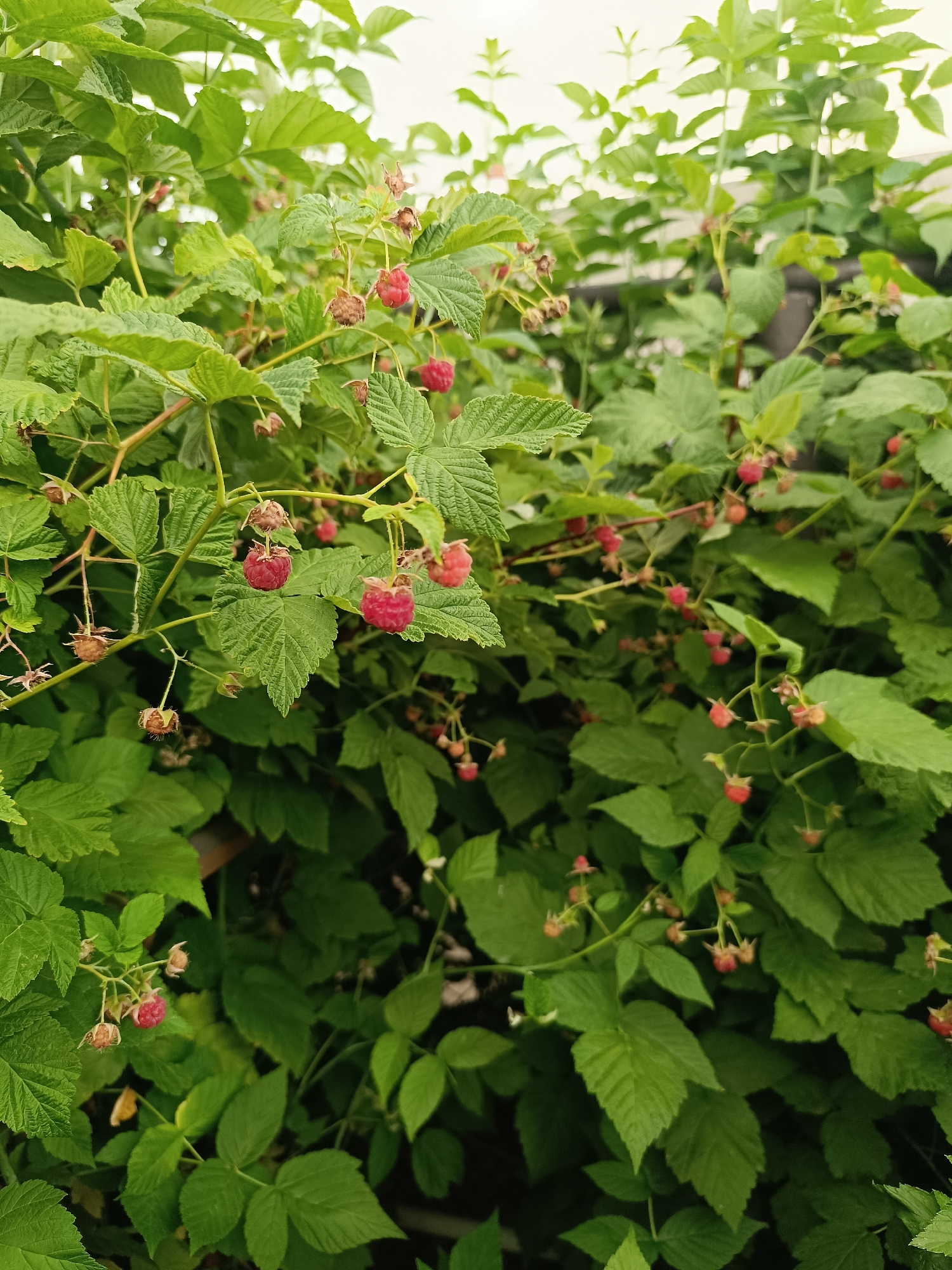 A close-up, vertical shot shows a dense cluster of raspberry bushes. Lush green leaves fill the frame, interspersed with small, vibrant red raspberries. Some of the raspberries are partially obscured by leaves, while others are more prominent. Several dried, brown husks remain on the branches, suggesting a mix of ripe and past-ripened fruit. The lighting is bright, with some areas appearing slightly overexposed. The background is a blur of green and white, indicating a shallow depth of field. The image appears to be taken outdoors, possibly in a garden or a natural setting, with no discernible urban elements.