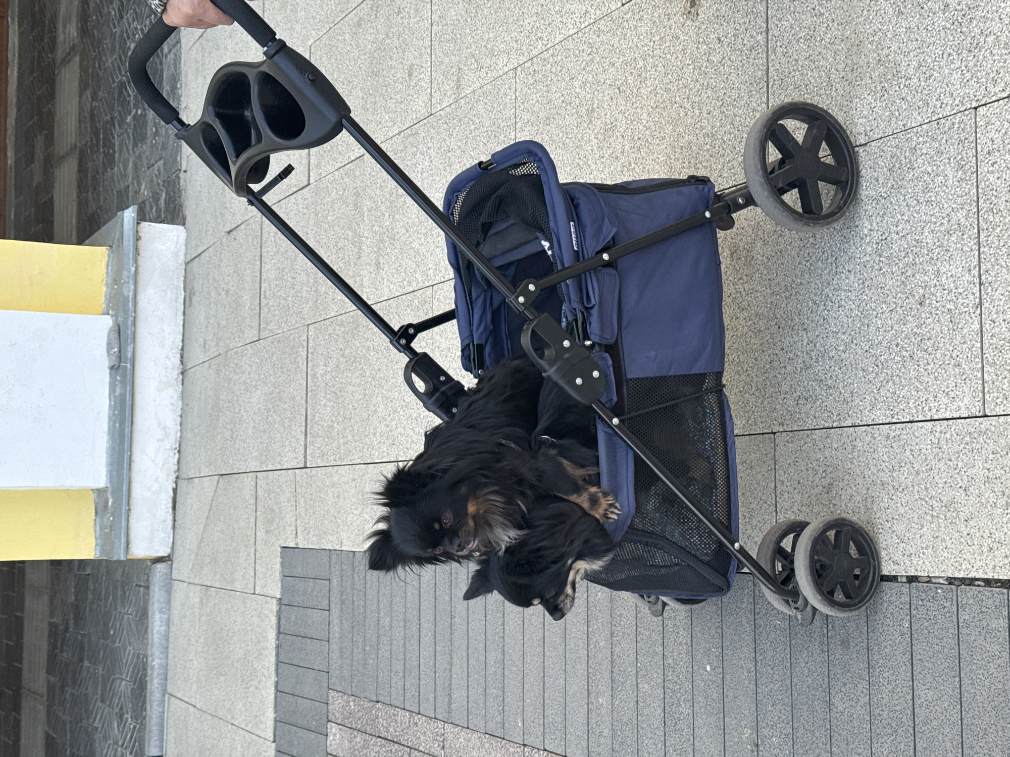 Two black chihuahua dogs are sitting in a blue pet stroller on a paved sidewalk in Ново-Никольское, Russia. The stroller has a black frame, a handle with cup holders, and four black wheels. A person is holding the stroller handle. The sidewalk is made of gray and black rectangular pavers. In the background, there is a yellow and white building.
