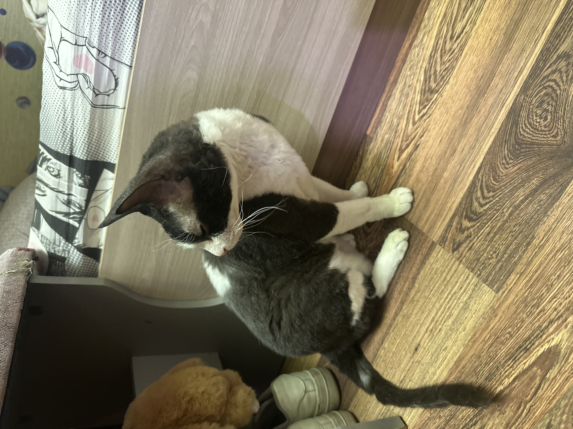 A black and white cat with white paws is sitting on a wooden floor. The cat is facing to the left and is looking down. In the background, there is a bed with a patterned duvet and a wooden dresser. There are also a pair of white shoes on the floor near the dresser. The image is taken indoors. The exact location in the city of Sayanogorsk, Russia cannot be determined from the image.