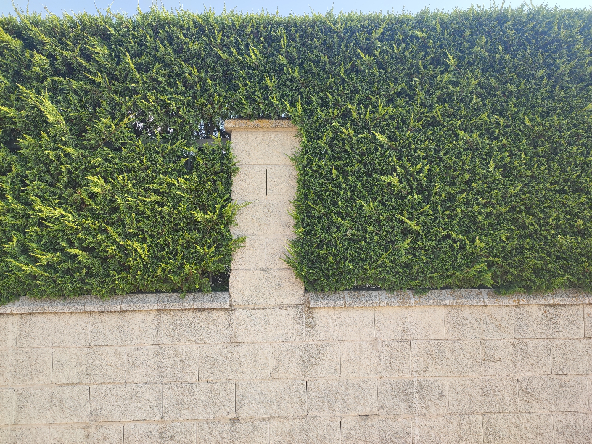 A low-angle medium shot captures a dense green hedge that spans the width of the frame, its top forming a somewhat uneven horizontal line against a pale blue sky. The hedge is punctuated in the center by a light-colored, rough-textured stone pillar that rises from a lower stone wall. This pillar breaks the continuity of the hedge, creating two distinct sections of greenery. The stone wall beneath the hedge is constructed from large, rectangular, beige-toned blocks, arranged in horizontal courses. The texture of the stone is visibly rough and weathered. The overall scene suggests a boundary or enclosure, possibly in a garden or property in Traspinedo, Spain. There are no people or animals visible in the image. The lighting indicates it is daytime, with sunlight casting a slight yellow hue on the vegetation and the stone.