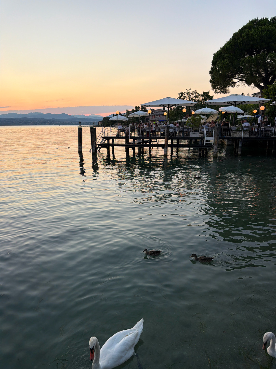 This photograph captures a serene sunset scene on the shores of Lake Garda in Sirmione, Italy. The water, reflecting the warm hues of the sky, is populated by several ducks and at least two swans swimming near the foreground. In the background, a wooden pier juts out into the lake, lined with tables and chairs beneath white umbrellas. Several people are seated at these tables, enjoying the evening ambiance. Orange lanterns are illuminated on the pier, casting a gentle glow. A large, dark green tree stands prominently on the right side of the frame, its branches extending towards the pier. In the far distance, the silhouette of mountains is visible against the soft gradient of the sunset sky.