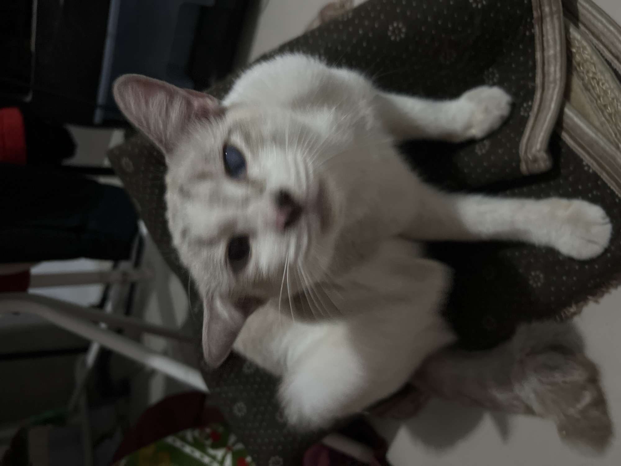A white cat with light brown markings is sitting on a patterned cushion. The cat has blue eyes and its fur is fluffy. The background is blurred, but appears to be an indoor setting with furniture. The image was taken in Klapanunggal, Indonesia.