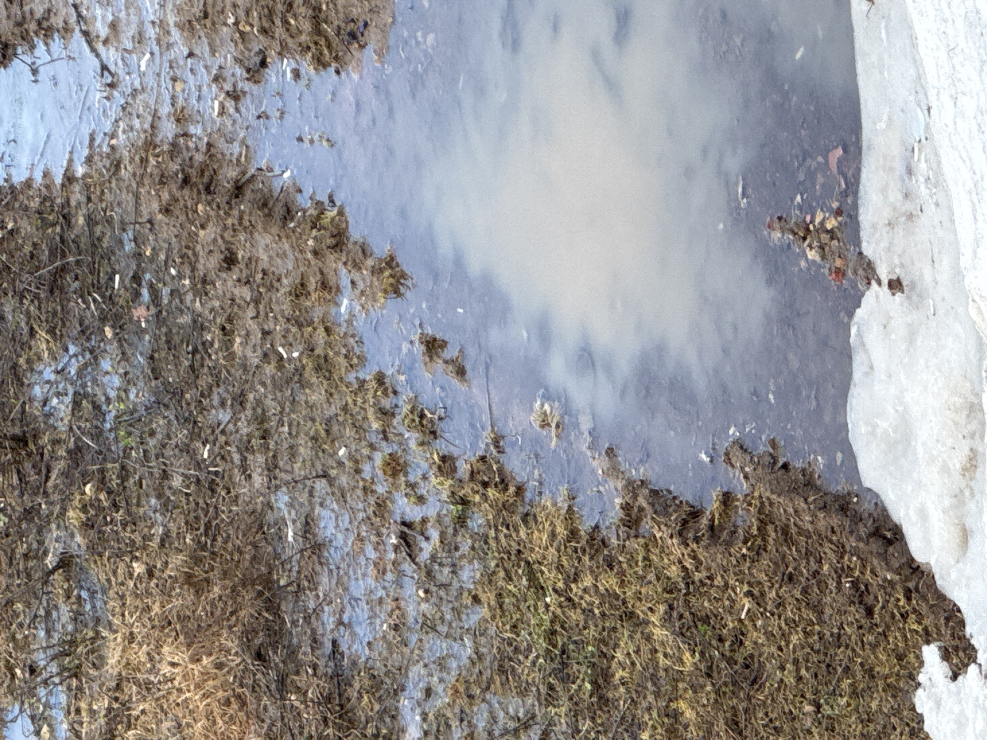 This rotated image captures an outdoor, natural scene in what appears to be Oktyabrsky, Russia, characterized by shallow water, dried vegetation, and melting ice. The majority of the frame is occupied by murky water, reflecting a bright, diffused light, likely from the sky, suggesting it is daytime. The water's surface shows subtle ripples and light reflections.
Along the left and bottom edges of the water, and partially submerged, is a dense mass of brown, dried plant material, possibly matted grass or reeds. Scattered throughout this organic debris are numerous small, slender white fragments.
On the right side, a substantial, irregular mass of white ice or compacted snow borders the water. The edge of this ice appears somewhat melted and uneven, indicating a transitional season such as late winter or early spring.
The scene is devoid of people or animals, depicting a quiet, untouched natural environment. No specific activity is occurring, and there is no visible text. The overall impression is one of a thawing landscape where winter's remnants are still present.