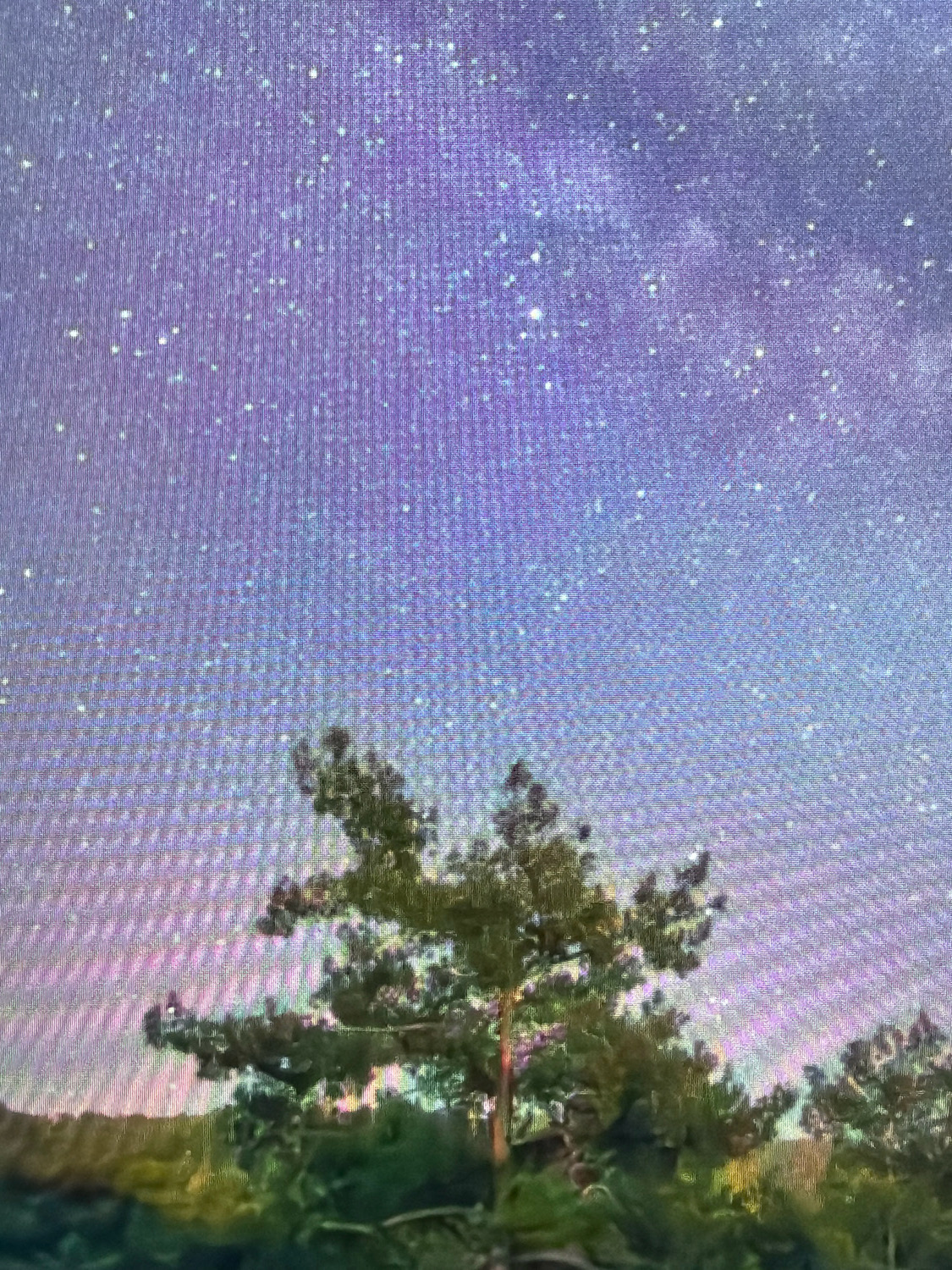 The image captures a starry night sky above a grove of trees. The sky is a gradient of purple and light blue, filled with numerous small, bright stars and wispy clouds. In the foreground, several evergreen trees are silhouetted against the night sky, with their dark green foliage detailed against the lighter background. The branches of the trees are spread out, creating an organic canopy. The scene is shot at an angle looking upwards towards the sky, emphasizing the vastness of the cosmos above the terrestrial landscape. There are no people or animals visible in the image. The image appears to be taken in an outdoor, natural setting, likely in or near Kafr Yasif, Israel, based on the prompt's context, suggesting a rural or semi-rural environment.
