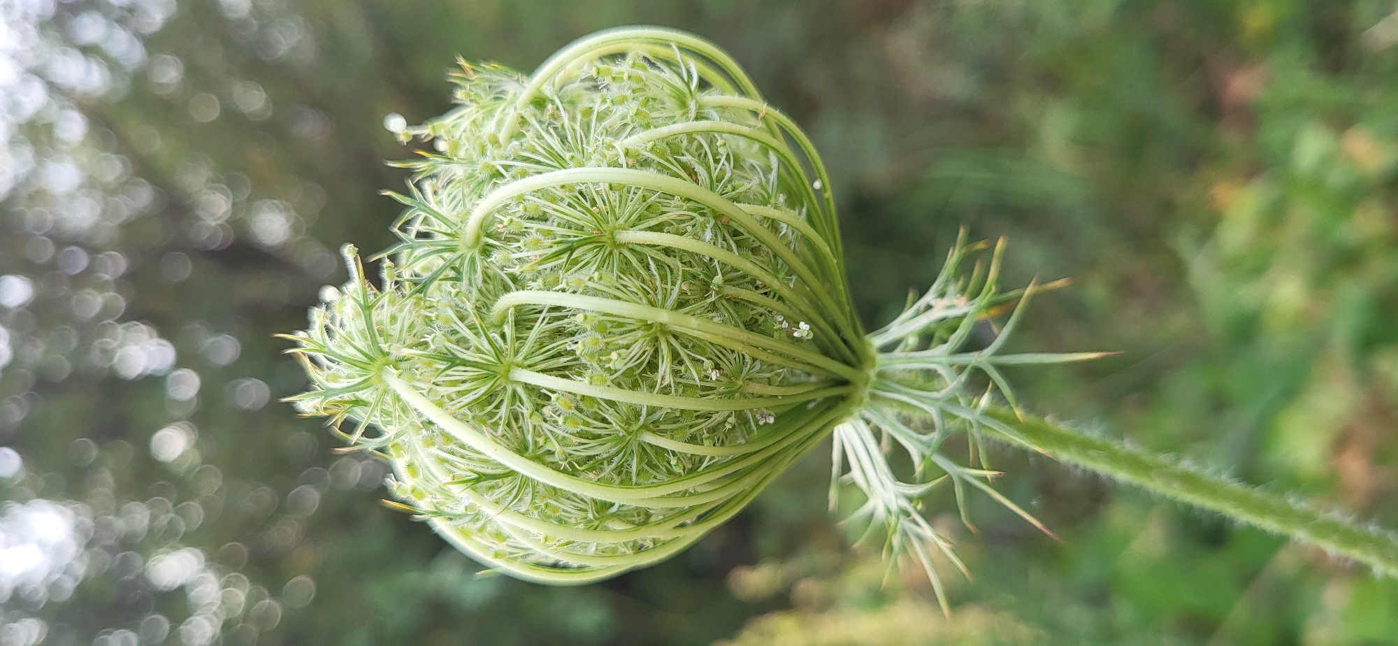 A close-up, vertical shot captures a light green, spherical plant seed head, resembling a bird's nest with delicate, branching structures. The seed head is tightly packed with numerous small, undeveloped seed pods and is supported by a fuzzy, green stem. The background is a soft blur of green foliage and light bokeh, suggesting an outdoor environment, possibly a garden or natural landscape. The image is focused on the intricate details of the plant's reproductive stage. No people or man-made structures are visible.