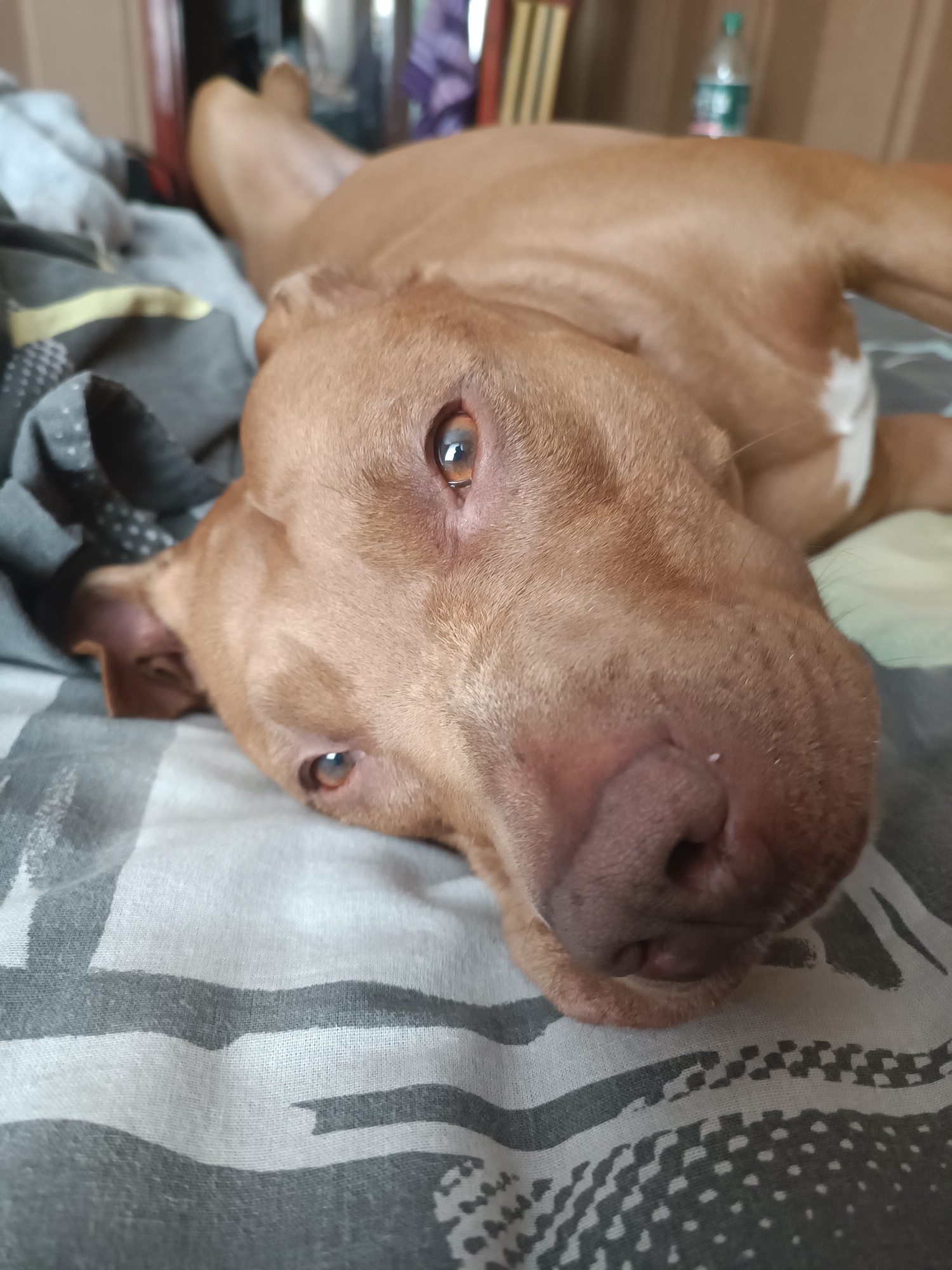 A brown dog with white markings on its chest is lying on a bed with striped bedding. The dog's head is tilted, and its eyes are open, looking towards the camera. The dog's nose is prominent and appears to be a dark pink color. The background is blurred, showing a room with furniture and a bottle on a shelf. The overall impression is that the dog is relaxed and comfortable.