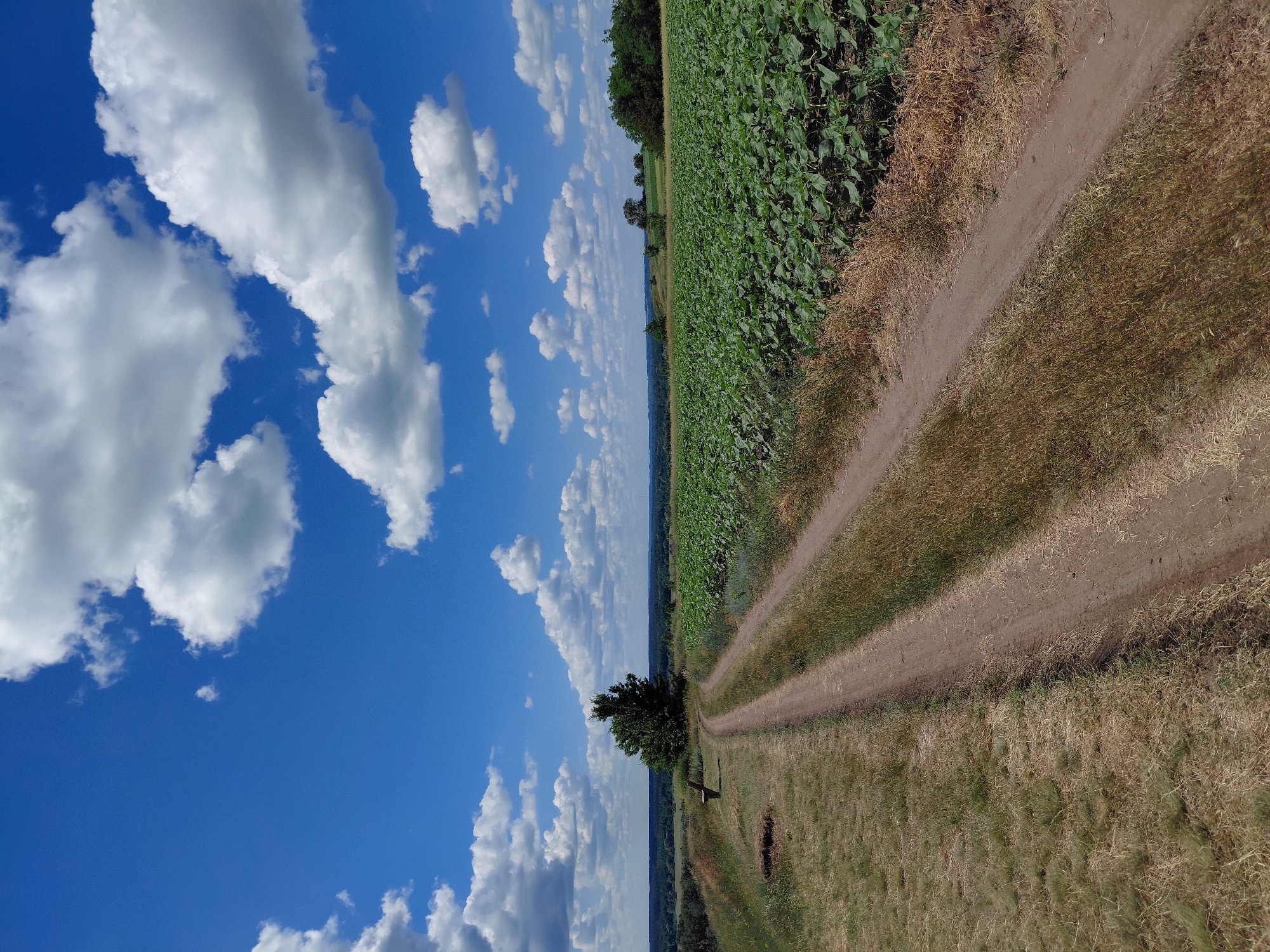 A vertical, eye-level, outdoor, full shot captures a dirt road winding through a dry, grassy hilltop. To the left, the road traverses dry grass and is bordered by a slight incline with scattered patches of dry foliage. A dark brown wooden bench sits atop this incline, facing away from the camera. A lone, dark green tree stands further up the incline to the left of the road, its branches spread wide.
The road continues to the right, where it meets a vast field of green, leafy plants, possibly sunflowers, stretching towards the horizon. This field is also bordered by dry, wispy grass. Beyond the field, a distant line of dark green trees forms a natural border. The sky above is a vibrant blue, dotted with numerous fluffy white clouds, some of which are large and prominent, while others are smaller and more dispersed. The overall lighting suggests a bright, sunny day. The location is the city of Unknown, Unknown.