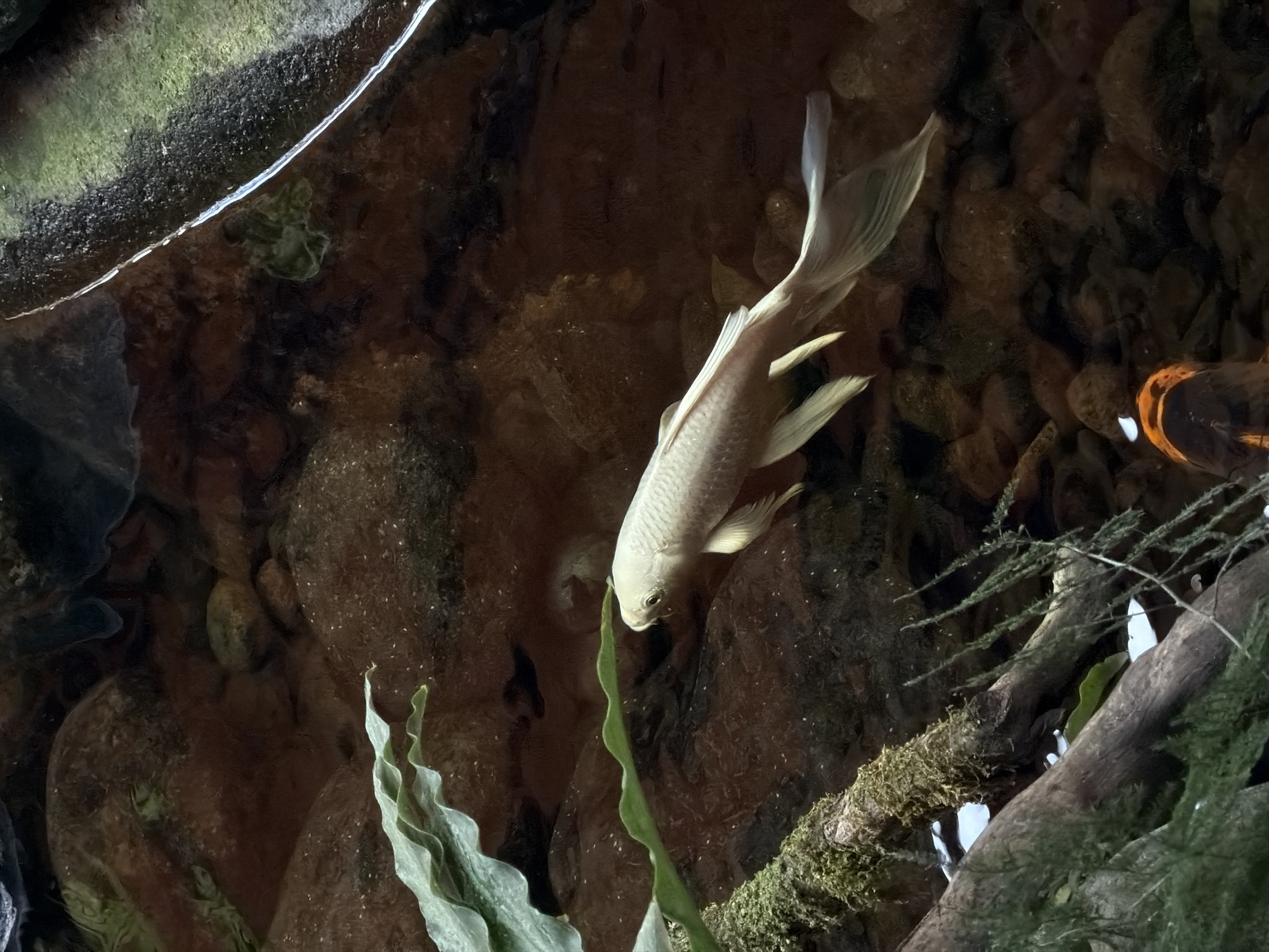 A single, white koi fish swims in shallow, murky water. The fish is centrally located in the frame and faces towards the left. Its body is long and slender, with prominent fins. The background consists of rocks and aquatic plants. The scene appears to be an outdoor pond or water feature, possibly in the city of North Kuta, Indonesia.