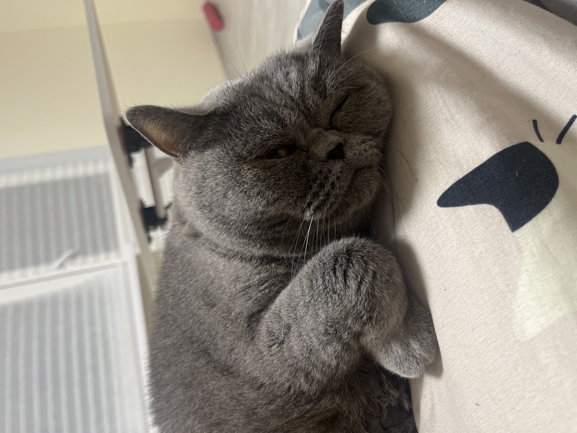 A gray British Shorthair cat is sleeping on a pillow with a cartoon cat pattern. The cat is lying on its side, with its head resting on the pillow. Its eyes are closed, and its body is relaxed. The pillow is light-colored with black and white cartoon cat faces. The background is blurred and shows a window with blinds and a light-colored wall. There is no specific information about the location in Saint Petersburg, Russia.