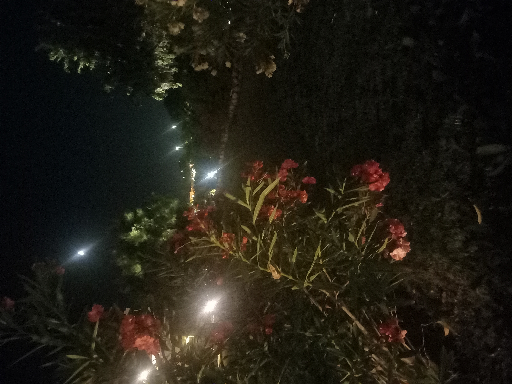 The image depicts a nighttime scene in the city of Kos, Greece. In the foreground, a cluster of red flowers is visible, with several bright lights illuminating the foliage. The background shows a pathway lined with trees and more lights, suggesting an outdoor area like a park or garden. The moon is partially visible in the dark sky. The overall ambiance is one of an illuminated nightscape in a possibly landscaped urban environment.