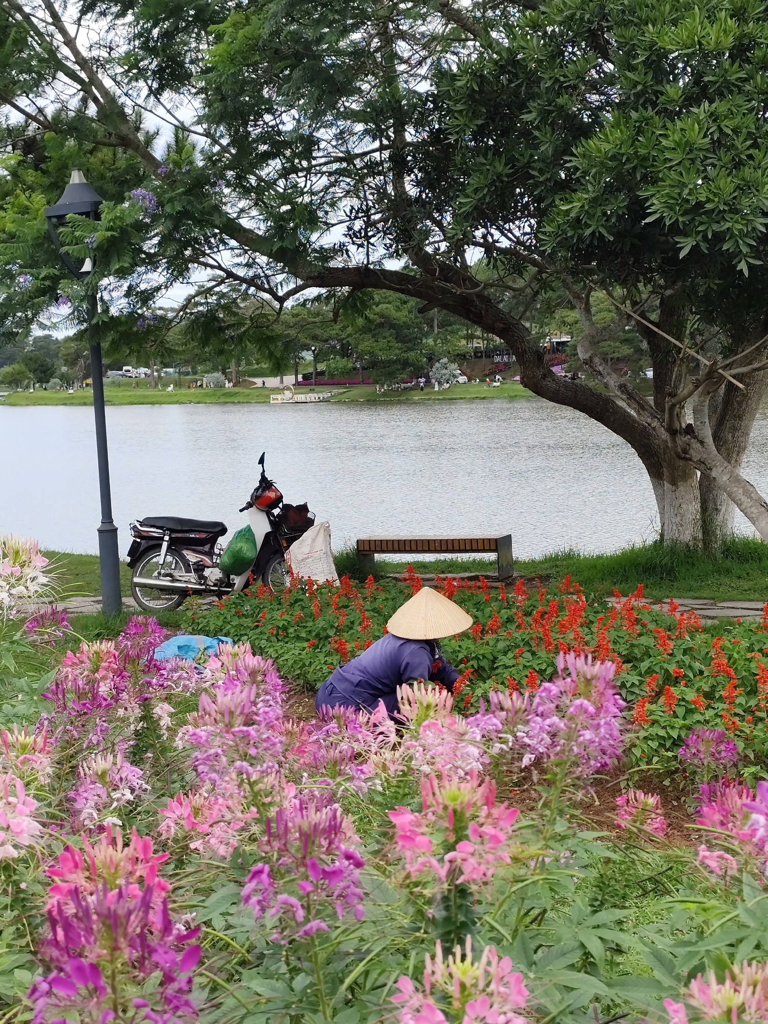 A woman wearing a conical hat and a dark blue shirt works in a flower bed filled with pink, purple, and red flowers. In the background, there is a lake and a green grassy area with trees and a bench. A motorbike is parked near the bench. A lamppost stands near the lake. The scene is likely at Xuan Huong Lake in Da Lat, Vietnam.