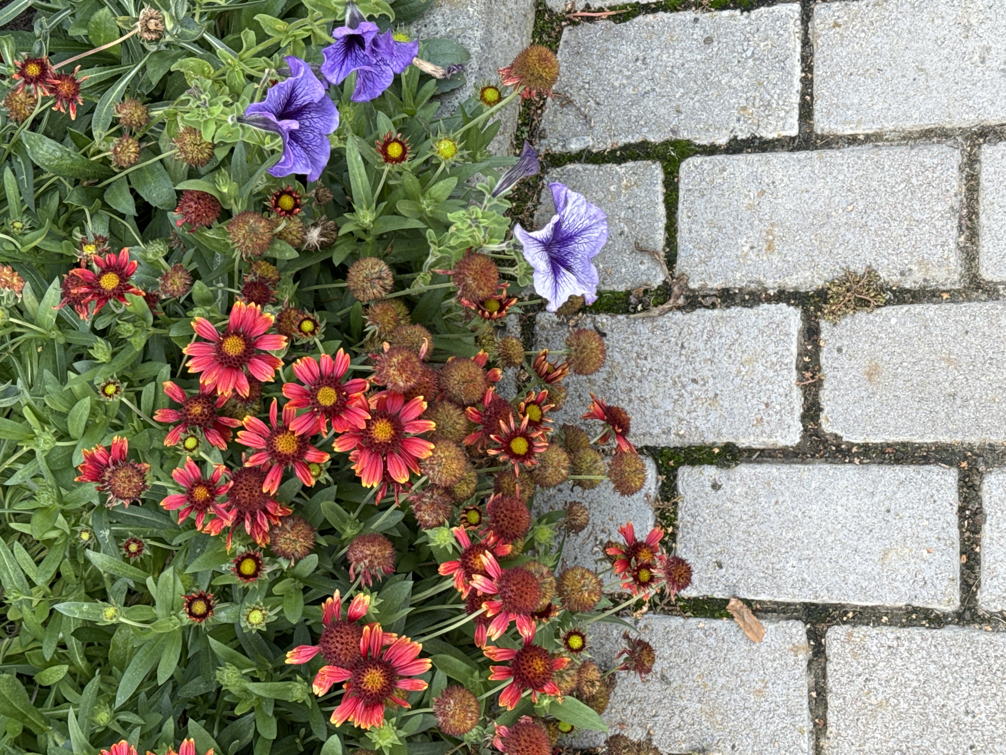 The image displays a close-up, high-angle view of a flowerbed adjacent to a paved walkway. The flowerbed is densely planted with a variety of flowers and greenery. Prominent are clusters of red and yellow daisy-like flowers, many in full bloom, interspersed with seed pods and green foliage. Several purple petunia flowers, some with intricate veining, are also visible, two of which are partially on the walkway. The walkway is constructed from rectangular, light grey pavers laid in a running bond pattern, with visible dark grout lines and patches of moss. The scene appears to be outdoors, in a garden or park setting. There are no people or animals in the image, and no specific identifiable landmarks to suggest the city of Sary-Oy, Kyrgyzstan.