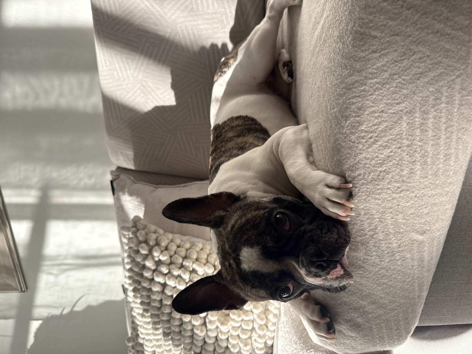 An adult French Bulldog, with brindle and white coloring, lies sprawled on a light-colored sofa in an indoor setting. The dog's head rests on the edge of the sofa, facing the camera. Its eyes are open, and it appears relaxed. The sofa is covered with a textured throw blanket, and there are two pillows behind the dog. One pillow is white with a raised, pom-pom-like texture, while the other is a neutral color with a geometric pattern. Sunlight streams in from the right, casting shadows on the wall behind the sofa. The scene suggests a domestic environment, possibly a living room. There is no indication of the location being in Iquique, Chile.