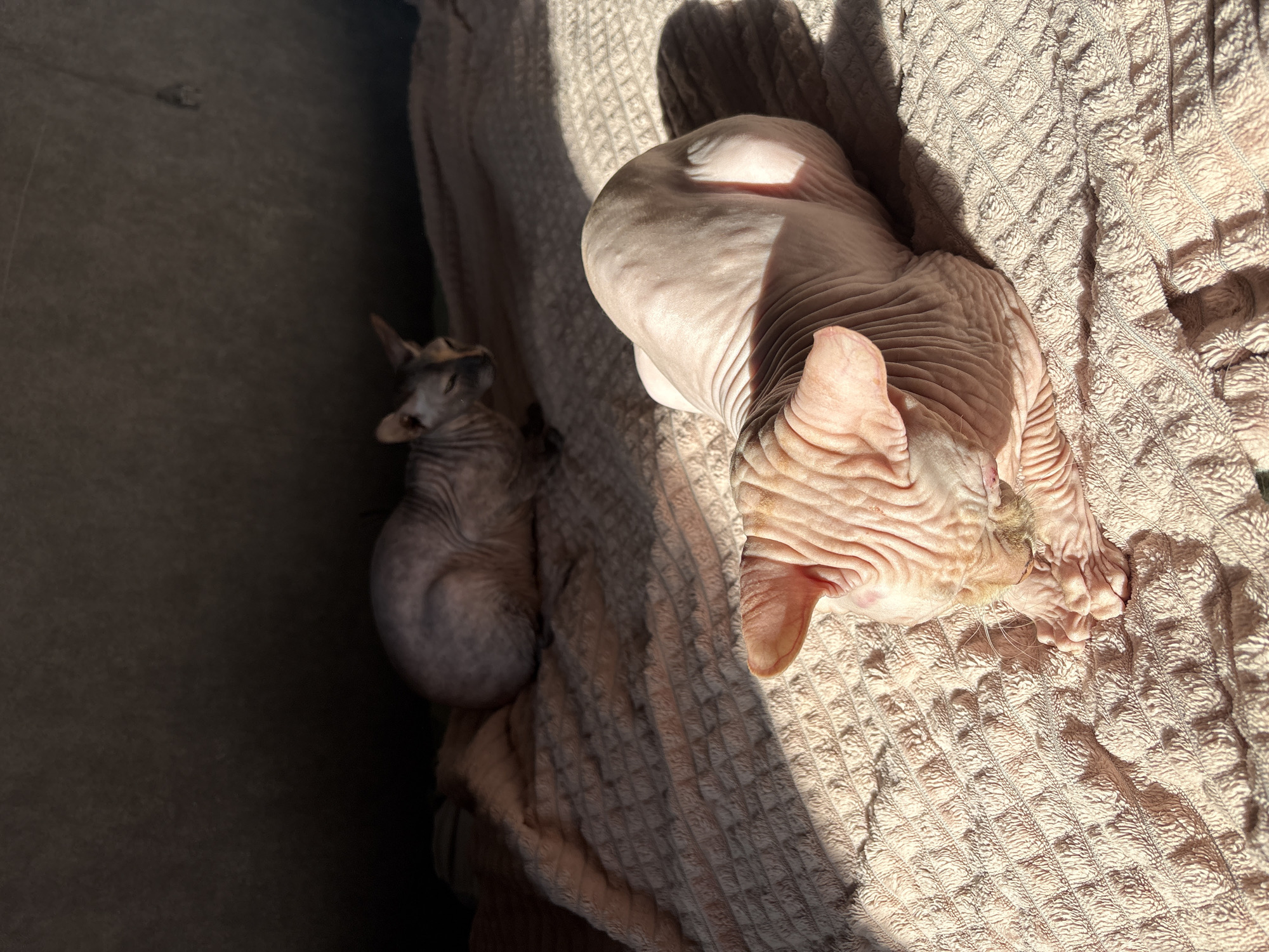 Two Sphynx cats are resting on a textured blanket. One cat, primarily light pink in color, is positioned on the right side of the image, facing away from the viewer with its head slightly turned. The other cat, darker in color, is lying to the left of the first, more shadowed, and faces the side. They are both likely inside a home, basking in sunlight. No information is available to corroborate the claim about the location in the city of Марковский, Russia.