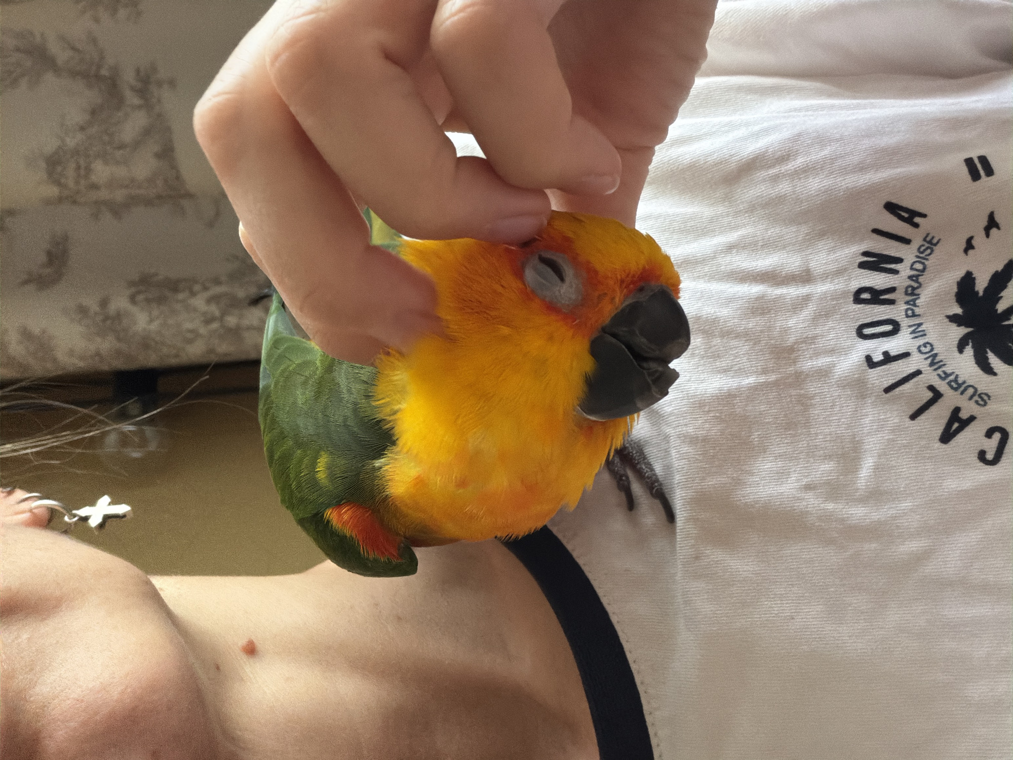 A close-up shot shows a person wearing a white t-shirt with the word "CALIFORNIA SURFING IN PARADISE" printed on it. The person's left earlobe, adorned with a silver cross earring, is visible. A sun conure parrot with green, yellow, and red plumage is perched on the person's shoulder, with its head resting on the person's chest. The parrot's eyes are closed, and a finger is gently touching its face. The background consists of a light brown wall and a patterned curtain. The lighting suggests it is daytime, with sunlight casting shadows. No specific location in Khimki, Russia, can be determined from the image.