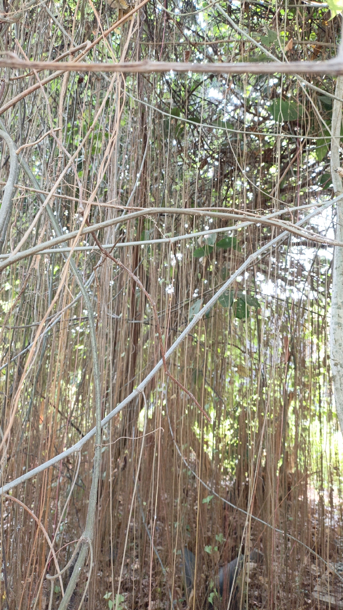 A dense curtain of hanging vines, predominantly brown and tan, fills the frame of this image. The vines vary in thickness, with some appearing as slender tendrils and others as thicker, woody strands. These vines are suspended from an unseen source above, creating a tangled, layered effect. In the background, patches of green foliage are visible, suggesting a natural, overgrown environment, possibly a park or garden. Sunlight filters through the leaves and vines, creating dappled light and highlighting the textures of the vegetation. The ground beneath the vines is covered with fallen leaves and debris, further contributing to the wild, untamed appearance of the scene. No people or specific man-made structures are discernible within the image, making it difficult to precisely pinpoint a location within Cikal, Indonesia, but the scene evokes a sense of lush, tropical wilderness.