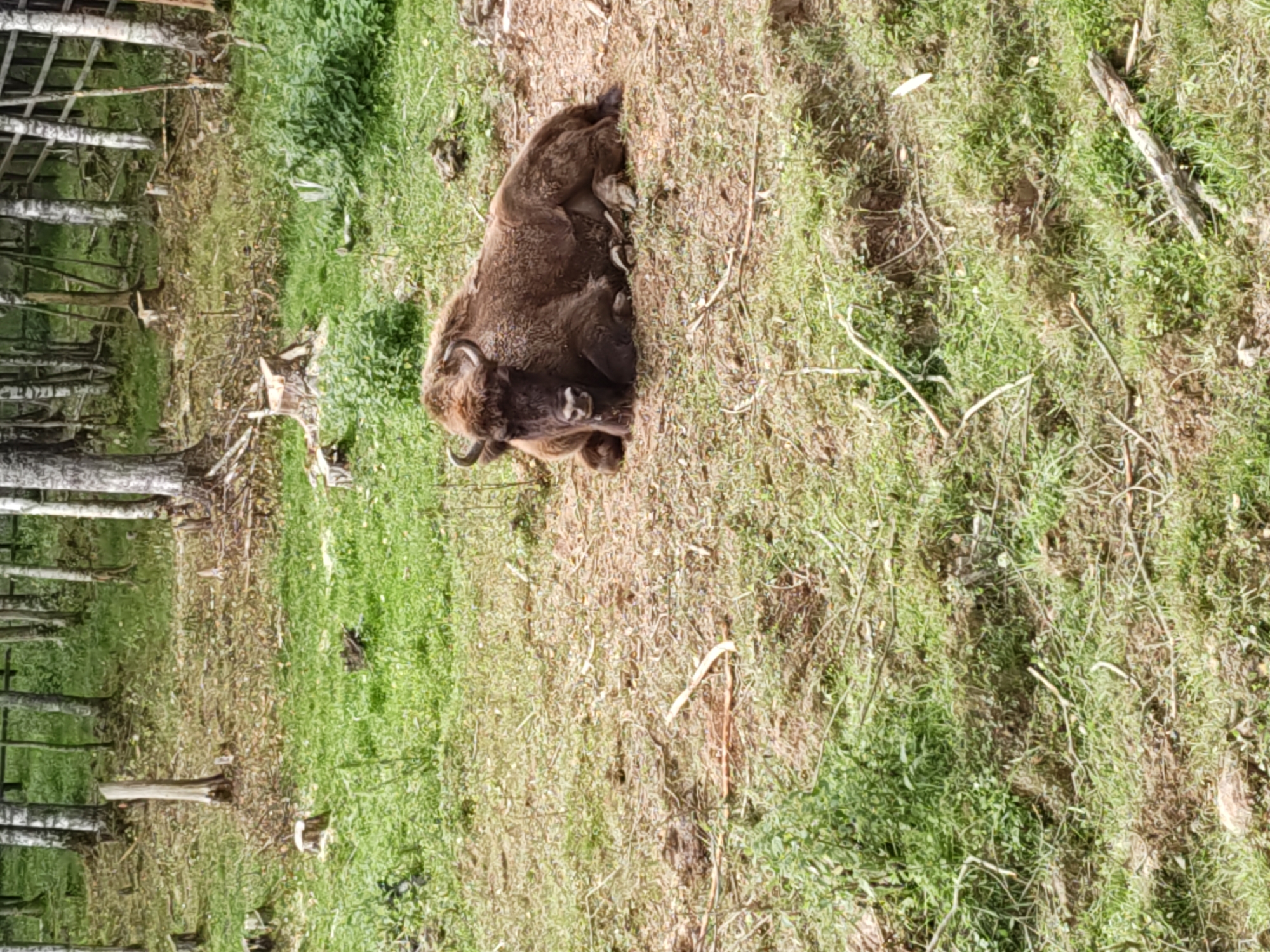 A European bison lies resting on a patch of dirt and grass in a wooded area. The bison is brown and appears to be an adult with short, curved horns. The surrounding environment is a forest clearing with several tree stumps and fallen branches visible on the ground. There is a wooden fence in the background, and several trees with light-colored bark are scattered throughout the scene. The grass is green and somewhat patchy in places, with dry leaves and debris also present. The overall lighting suggests it is daytime.